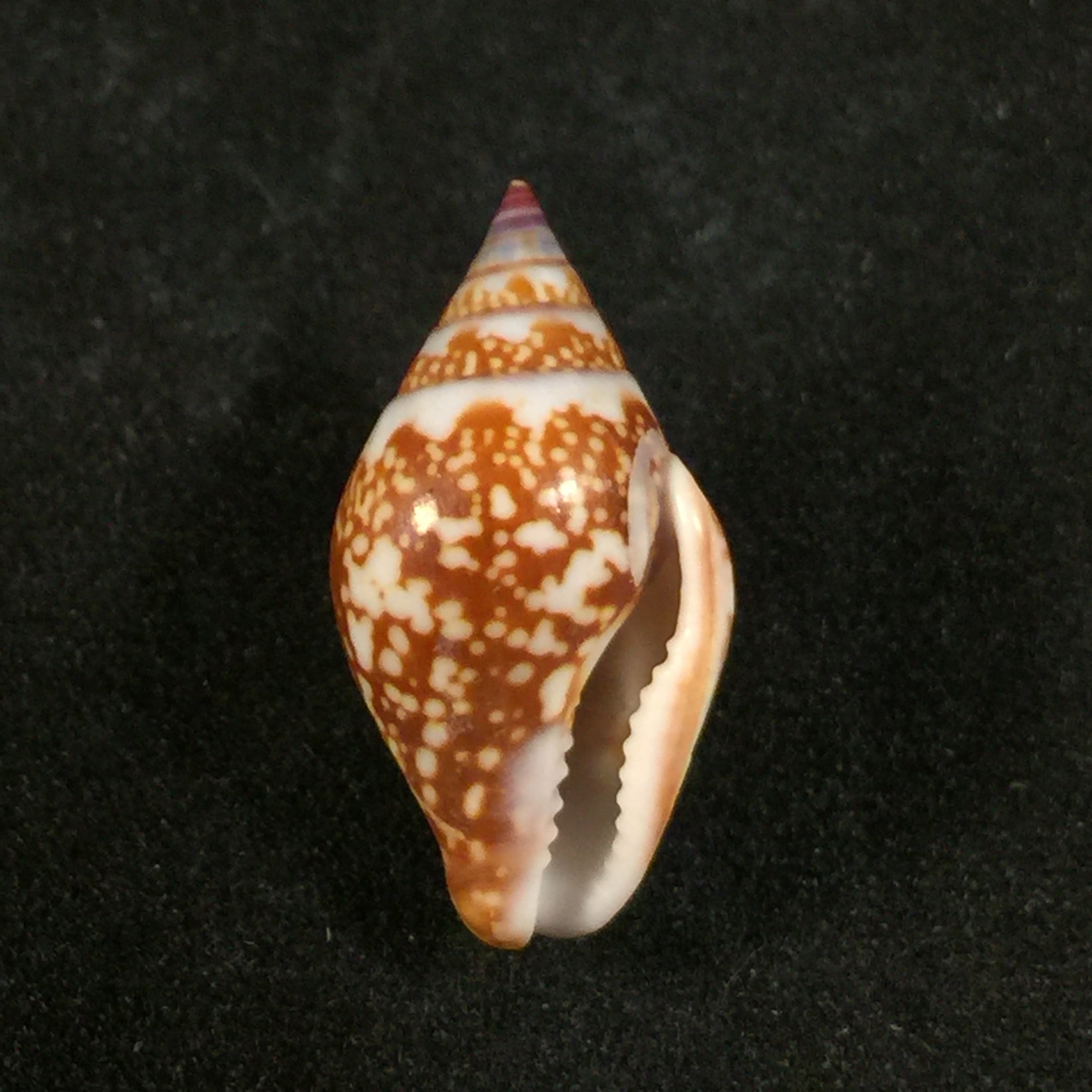 Columbella fuscata GB Sowerby I, 1832 - 20,6mm