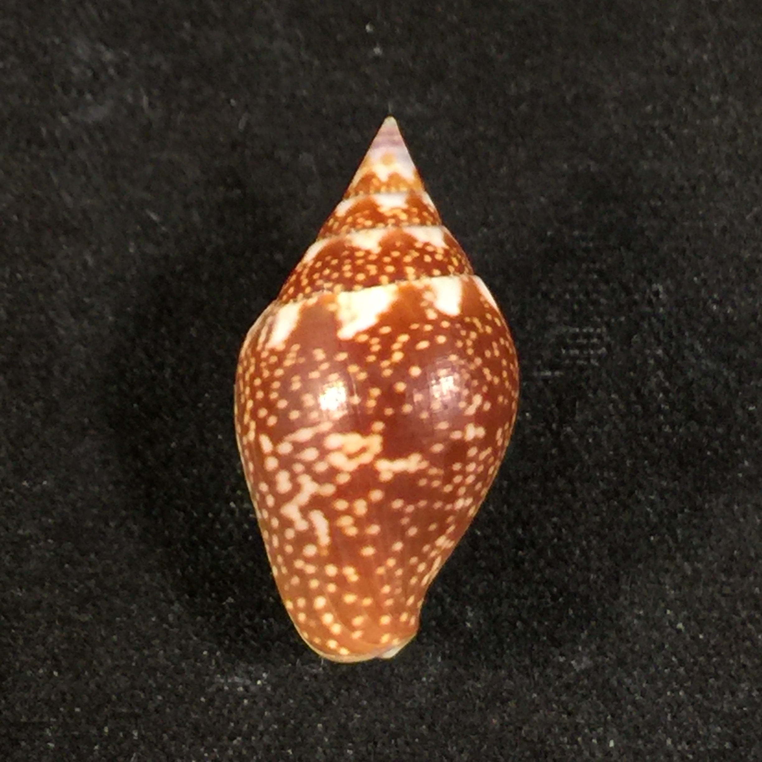 Columbella fuscata GB Sowerby I, 1832 - 20,5mm