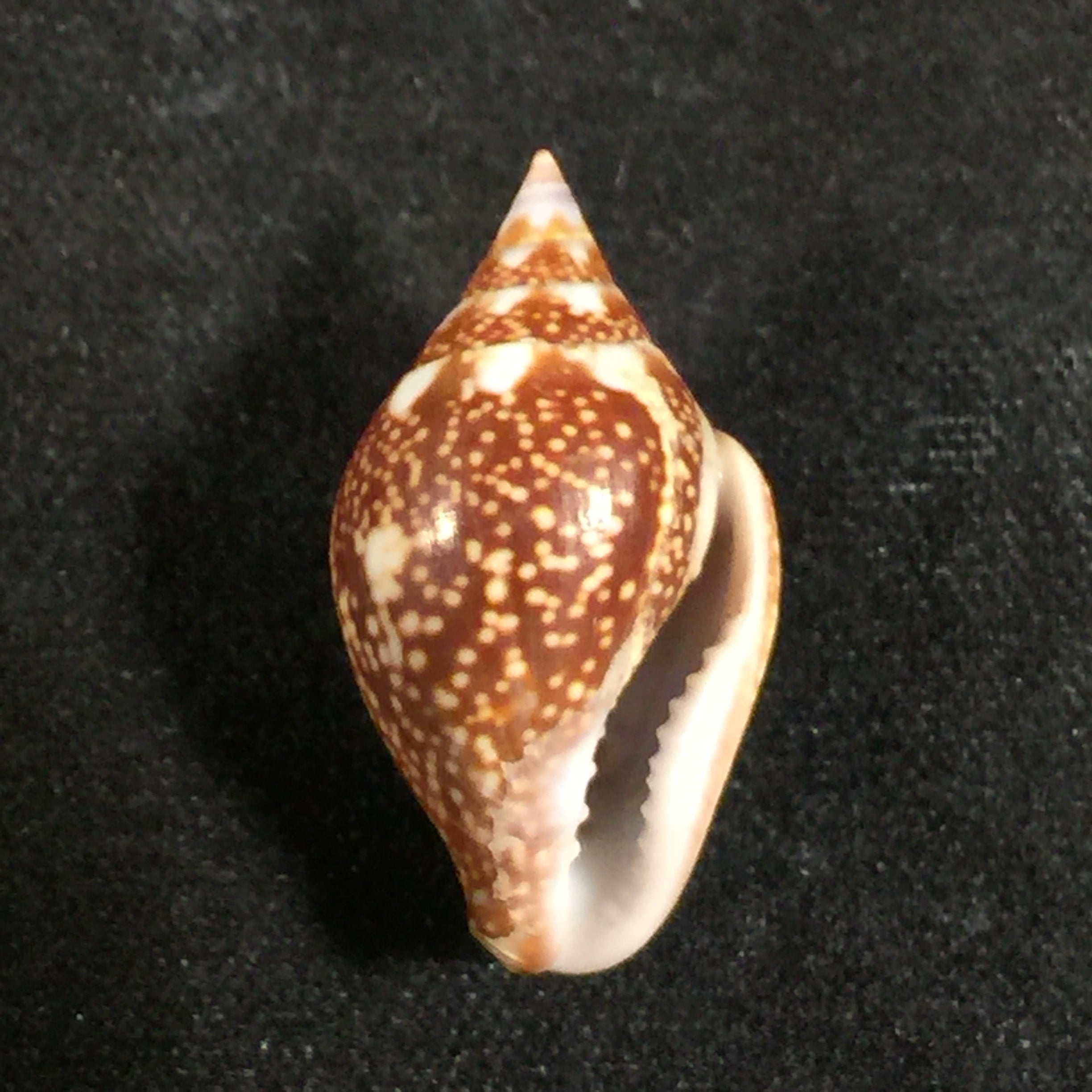 Columbella fuscata GB Sowerby I, 1832 - 20,5mm