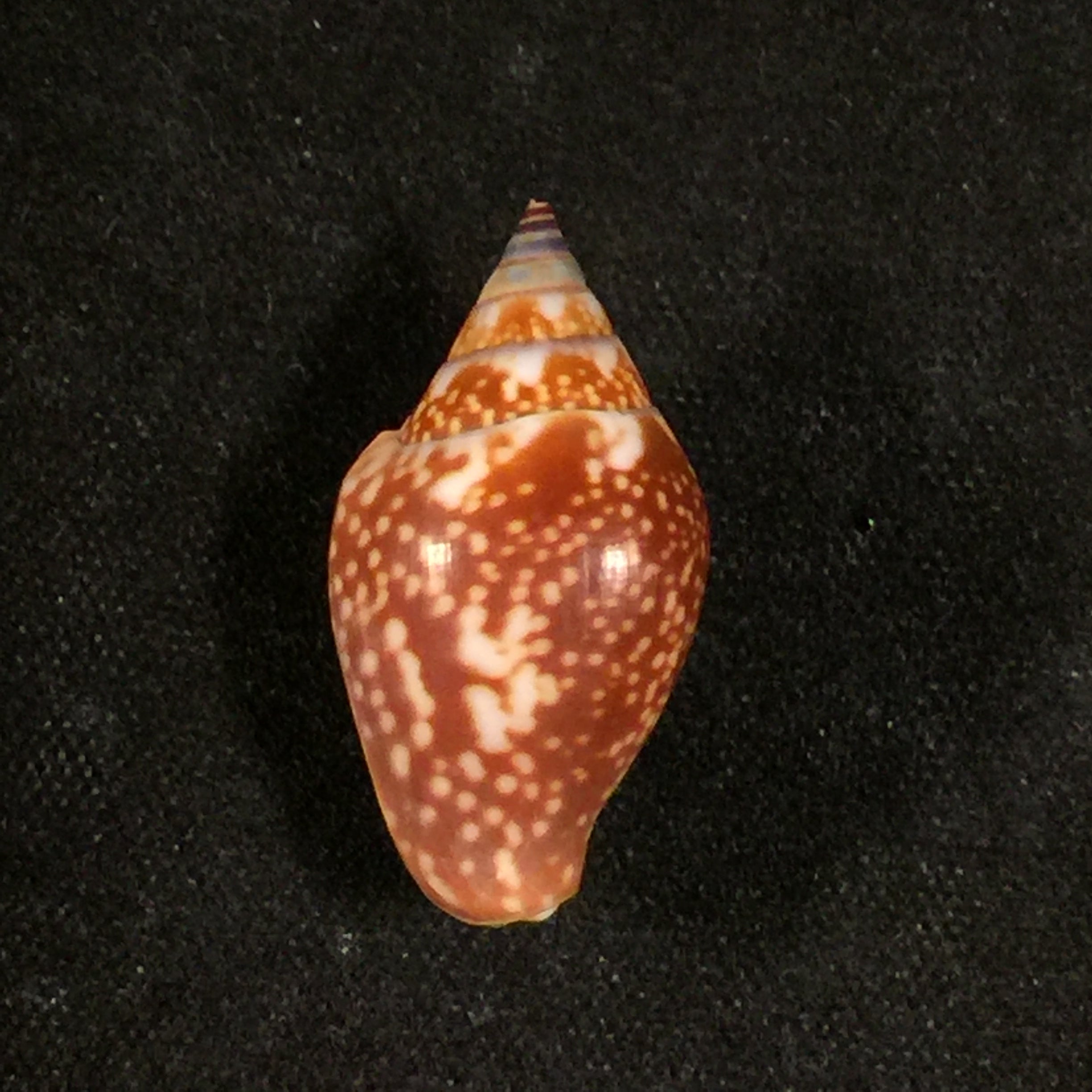 Columbella fuscata GB Sowerby I,1832 - 21mm