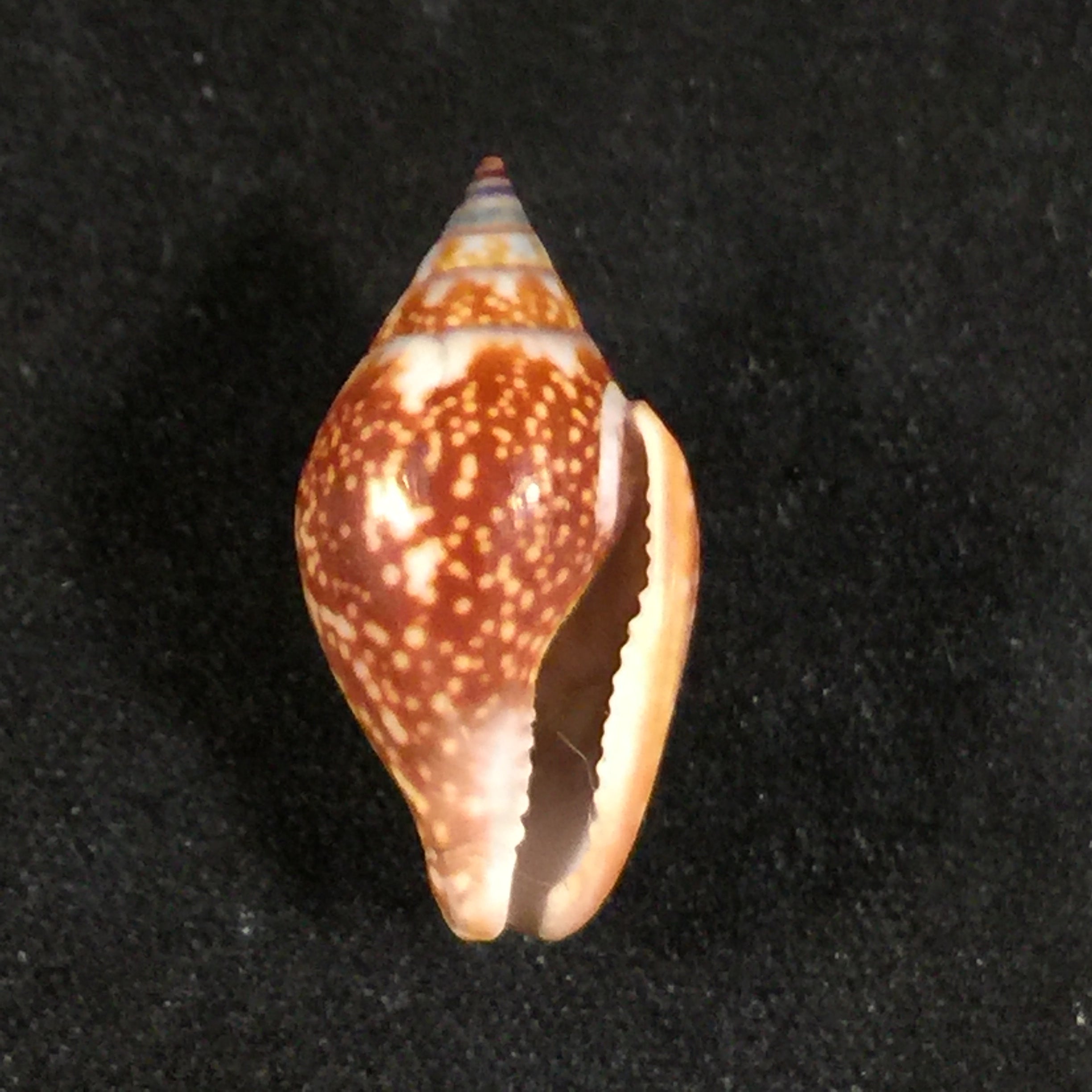 Columbella fuscata GB Sowerby I,1832 - 21mm