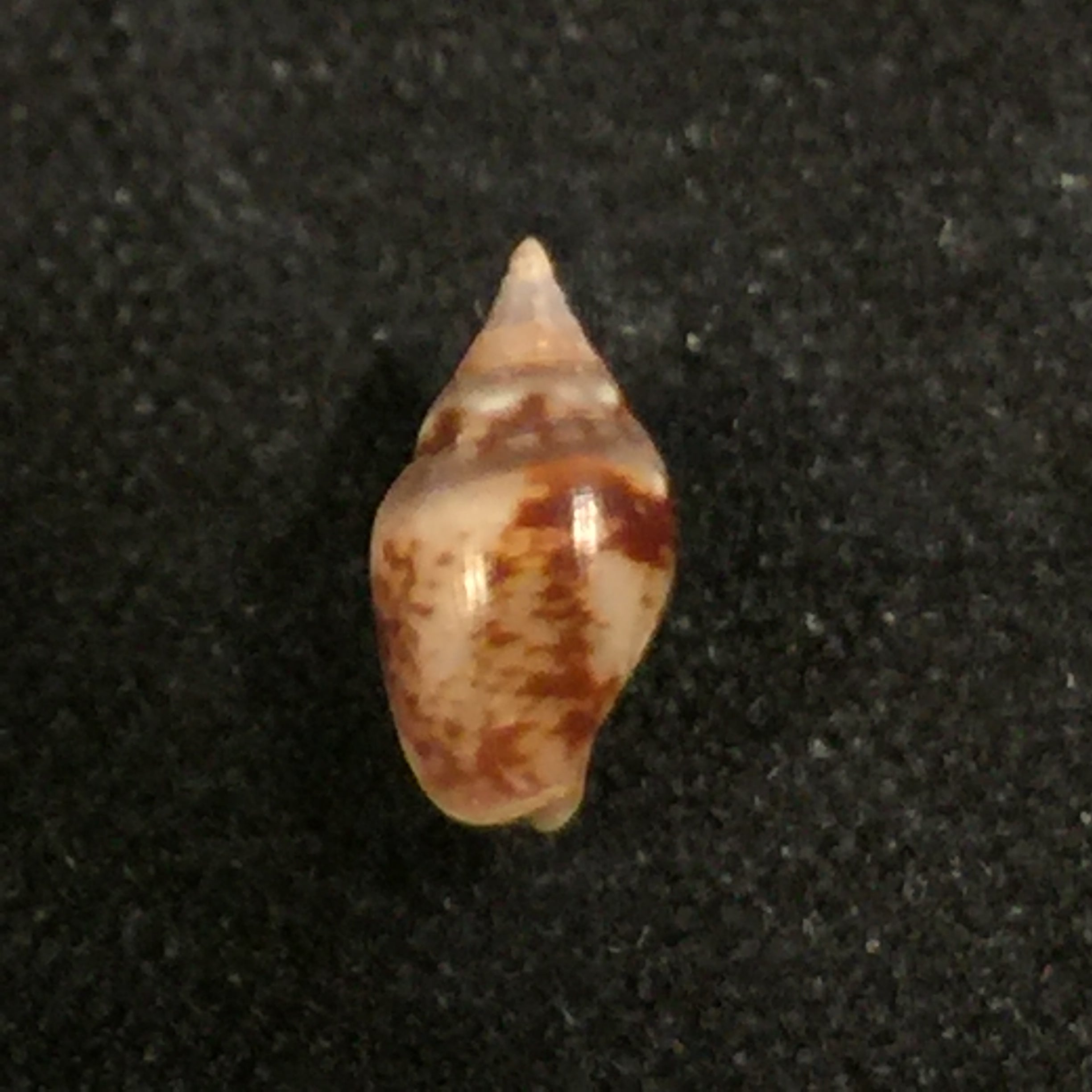 Columbella sonsonatensis (Mörch, 1860) - 8,1mm