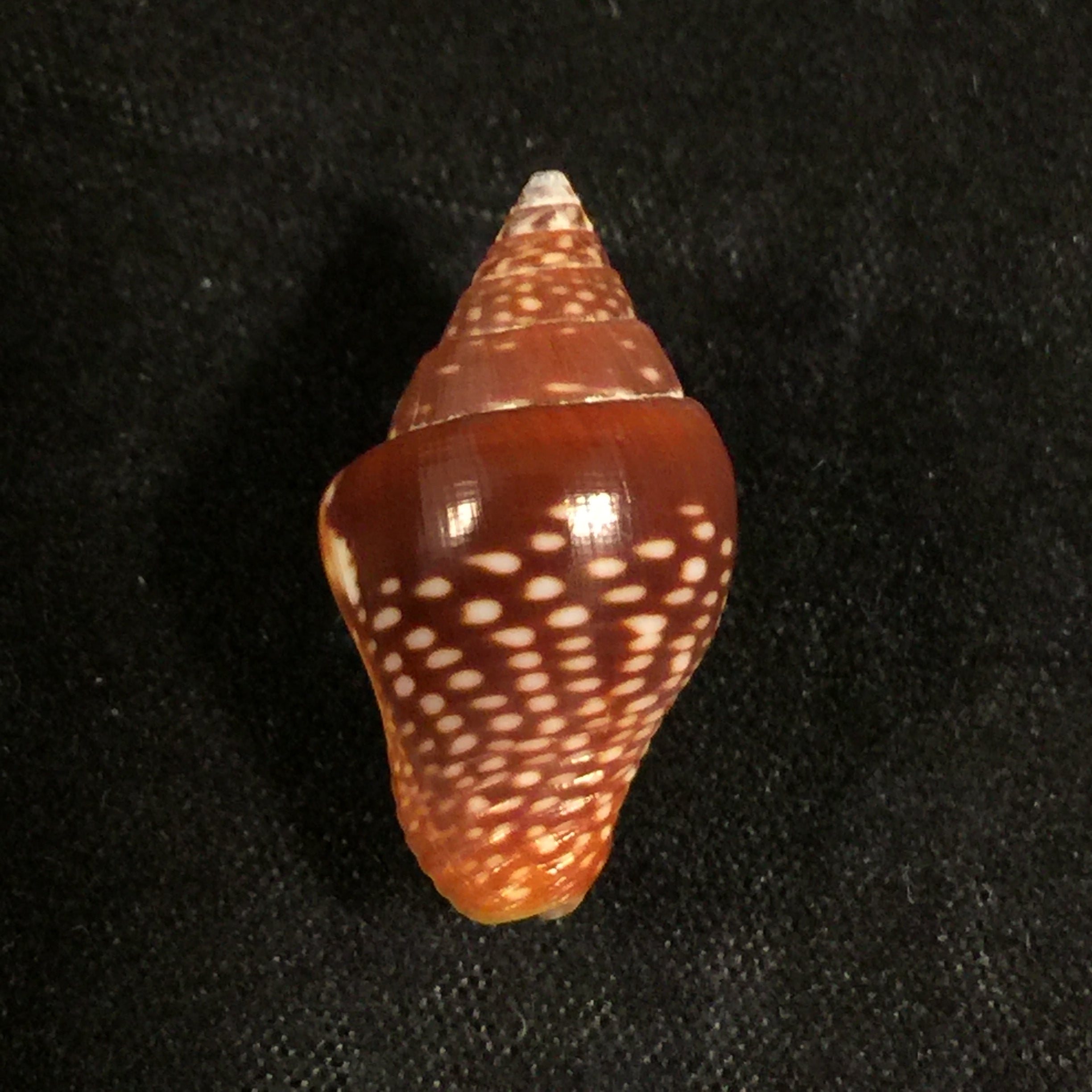 圣哥伦贝拉大号 GB Sowerby I, 1832 - 23毫米