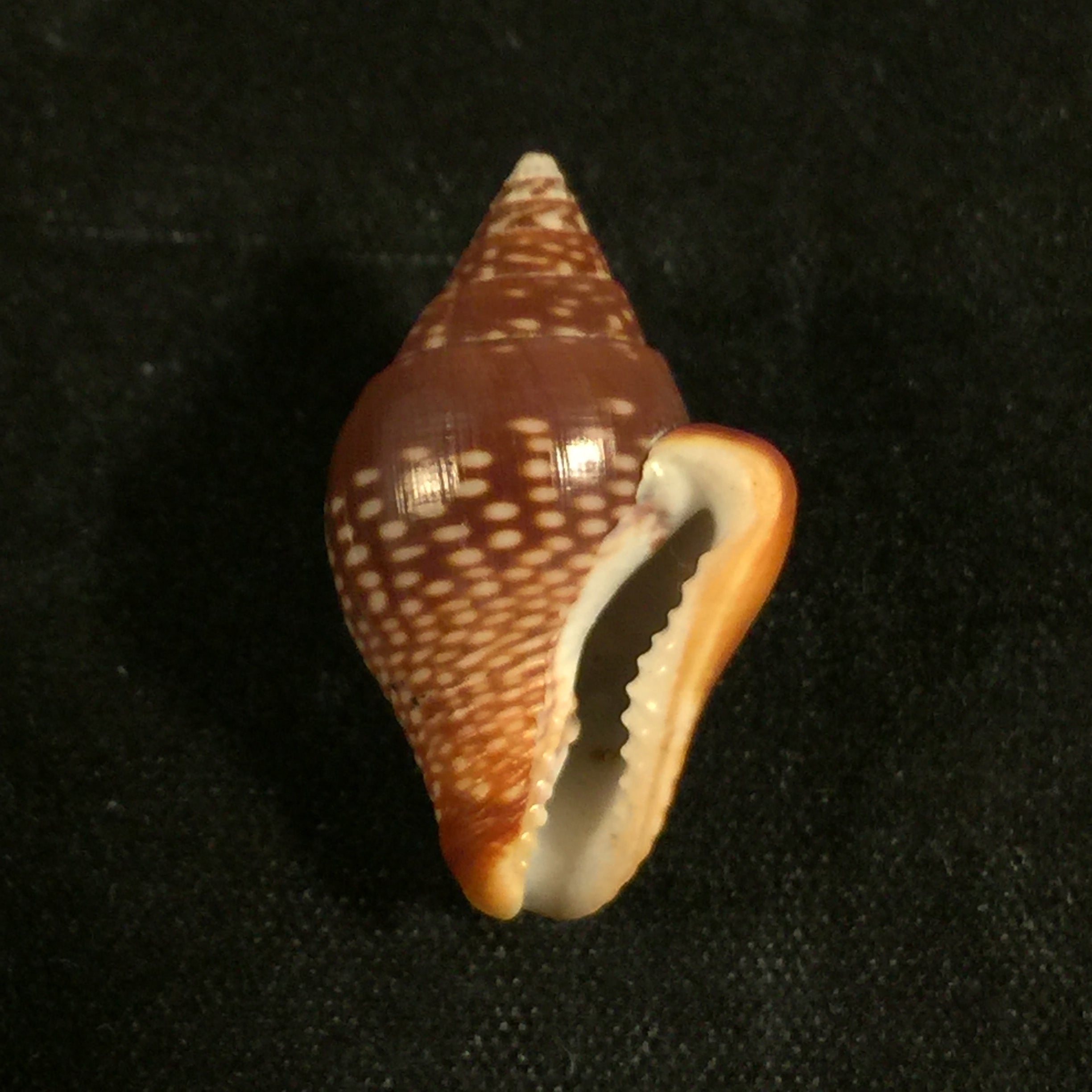 圣哥伦贝拉大号 GB Sowerby I, 1832 - 23毫米