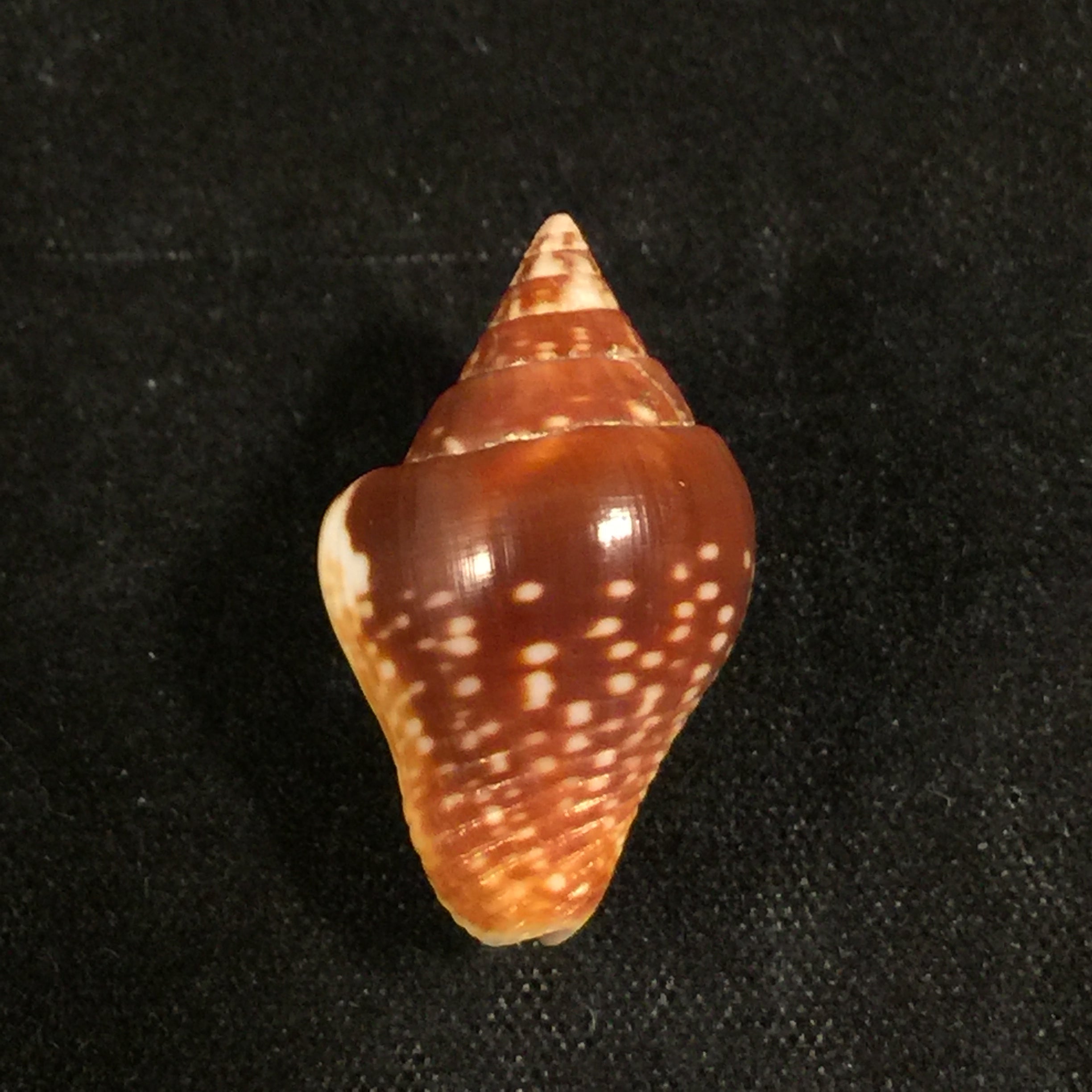 圣哥伦贝拉大号 GB Sowerby I, 1832 - 22,7毫米