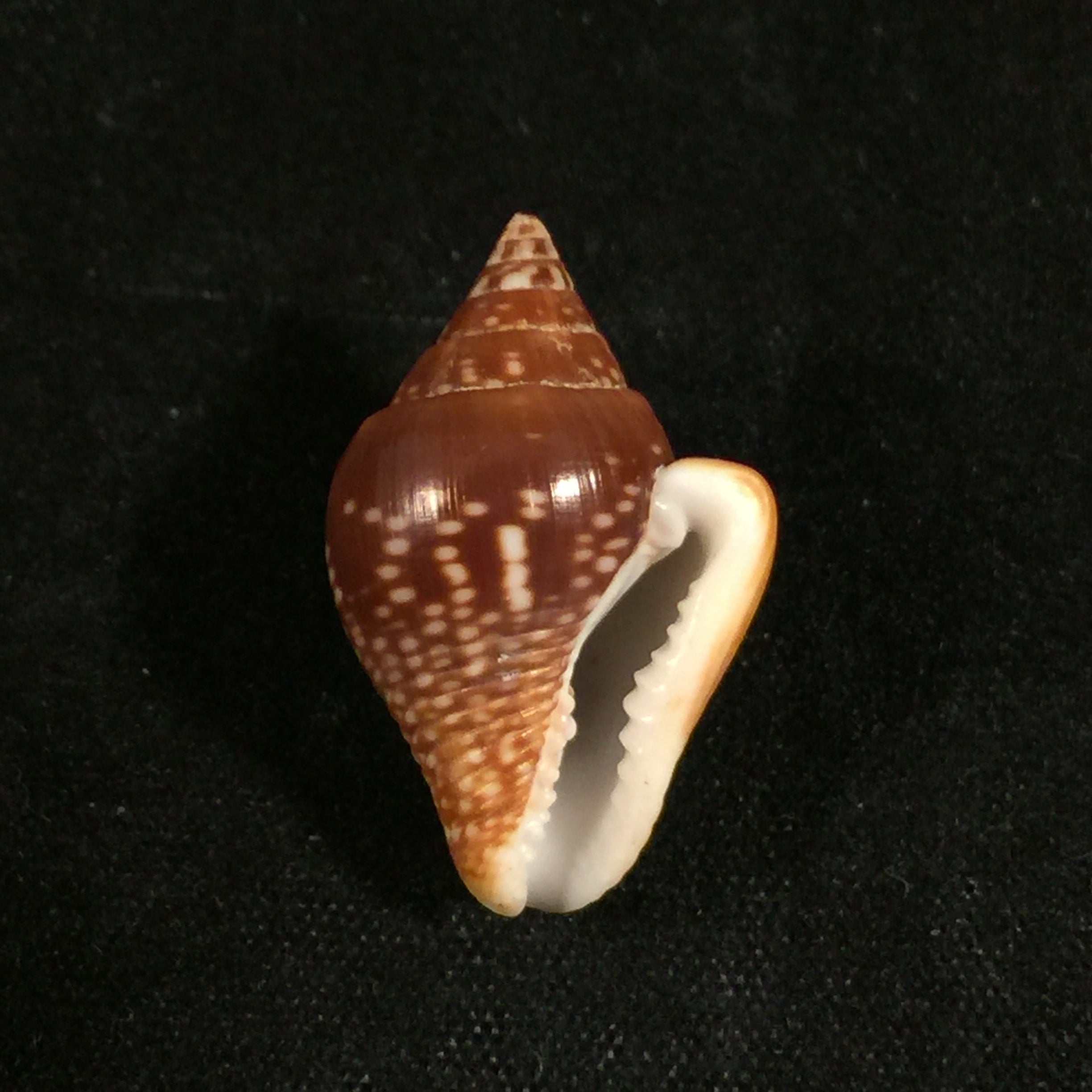 圣哥伦贝拉大号 GB Sowerby I, 1832 - 22,7毫米