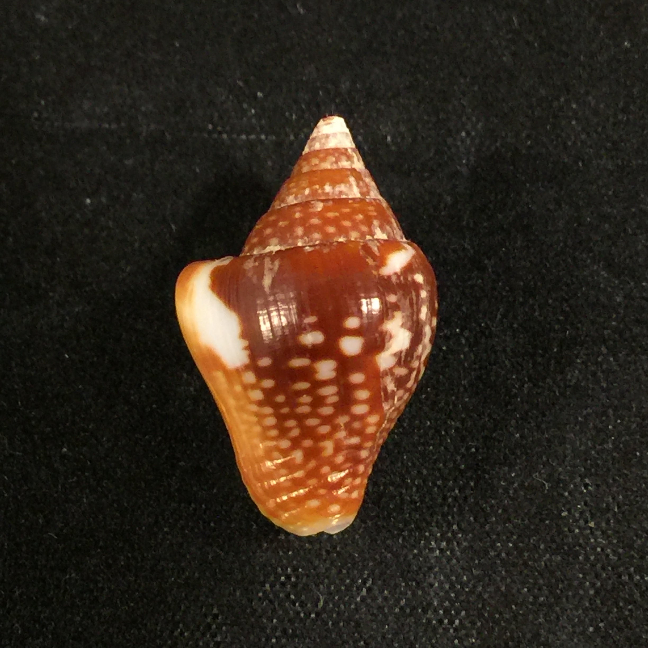 圣哥伦贝拉大号 GB Sowerby I, 1832 - 21,9毫米