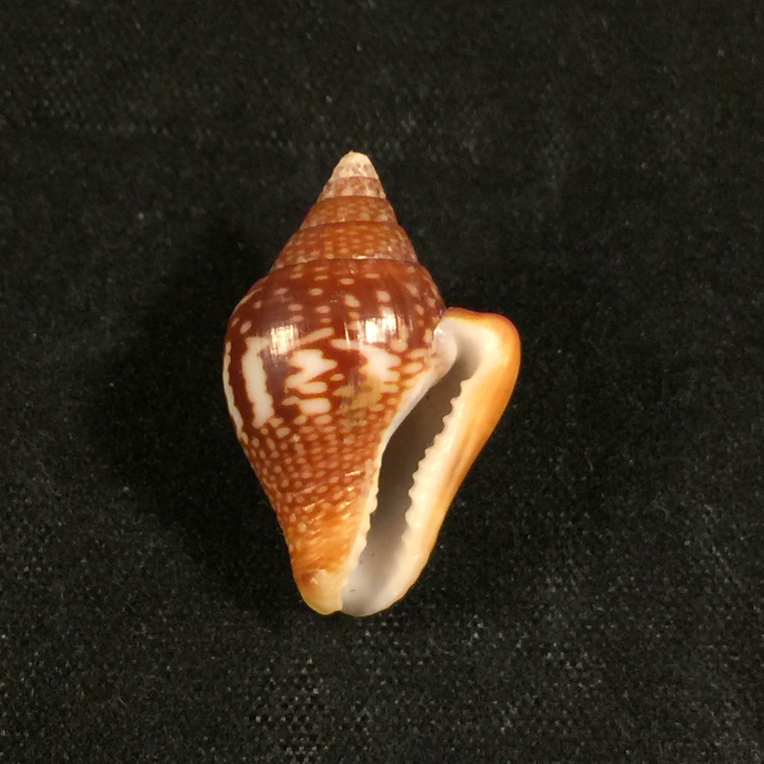 圣哥伦贝拉大号 GB Sowerby I, 1832 - 21,9毫米