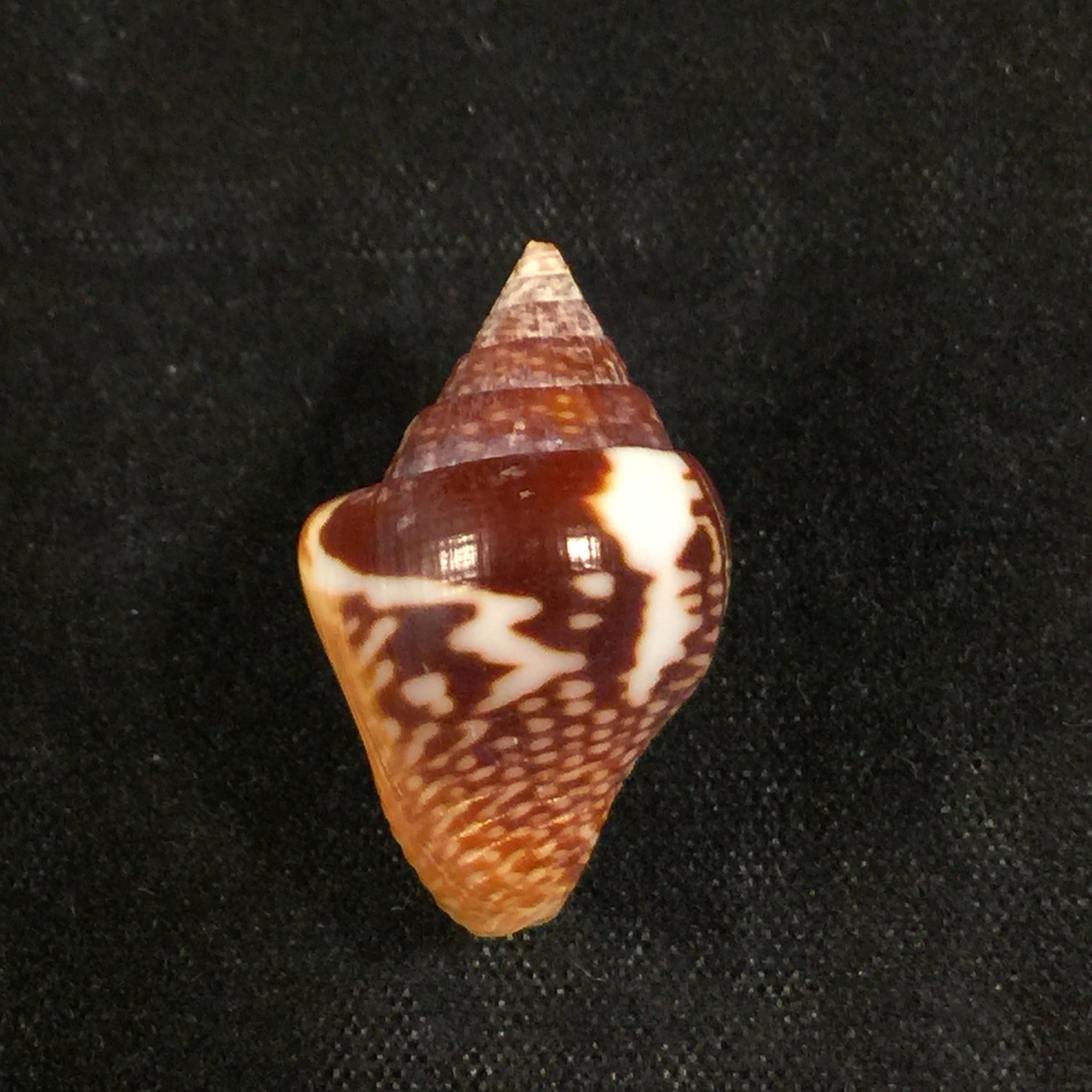 圣哥伦贝拉大号 GB Sowerby I, 1832 - 22,5毫米