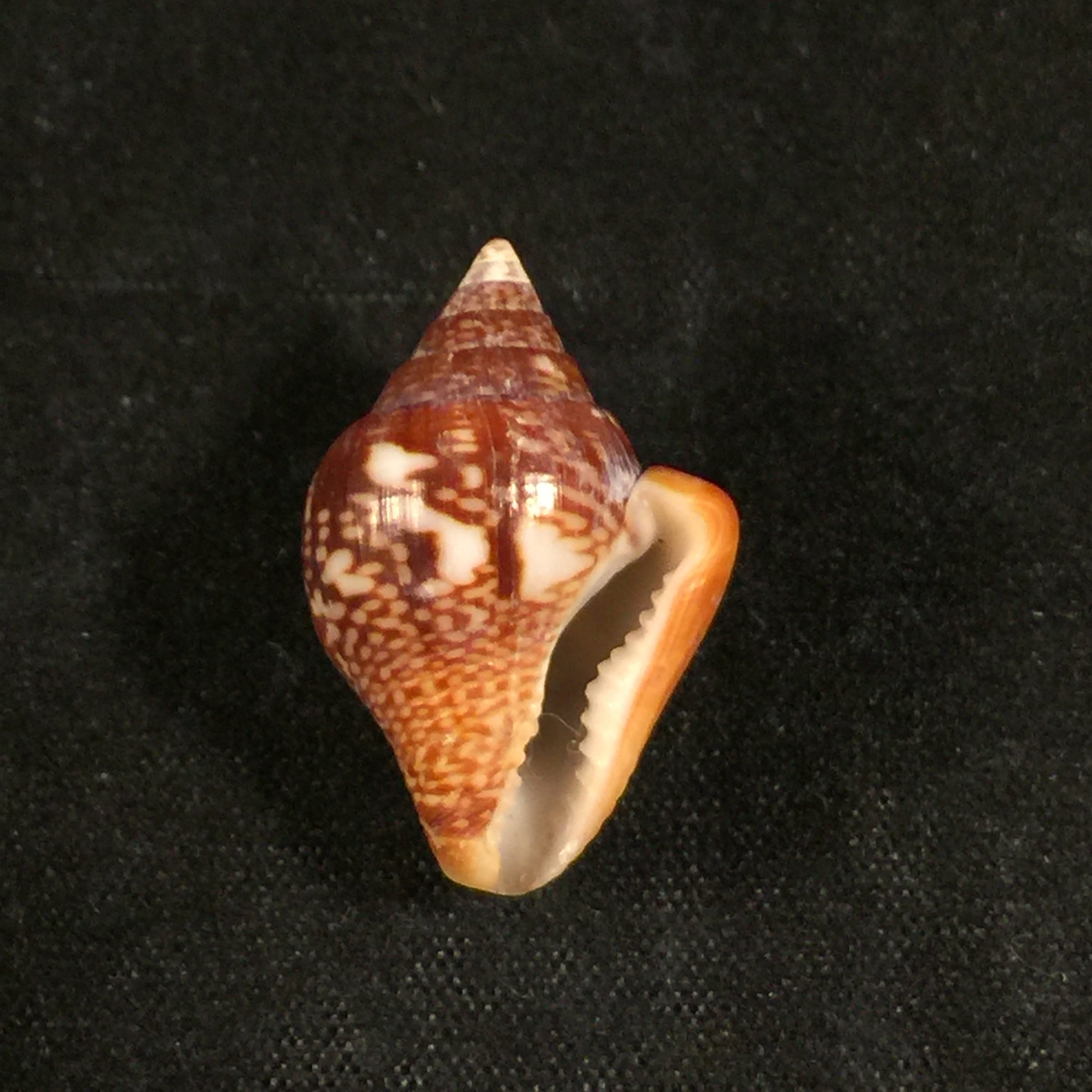 圣哥伦贝拉大号 GB Sowerby I, 1832 - 22,5毫米