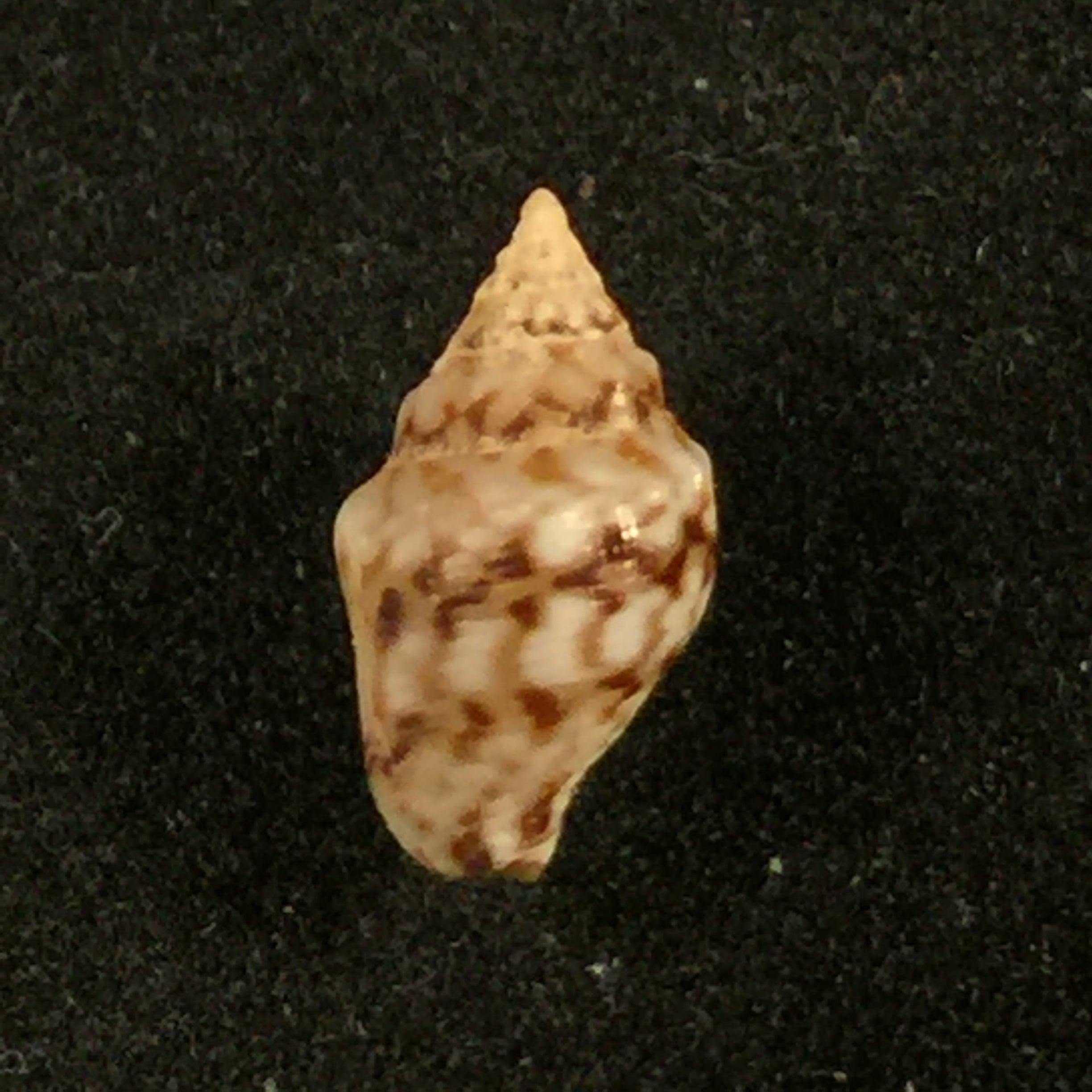 Euplica varians(GB Sowerby,1832年)- 9毫米