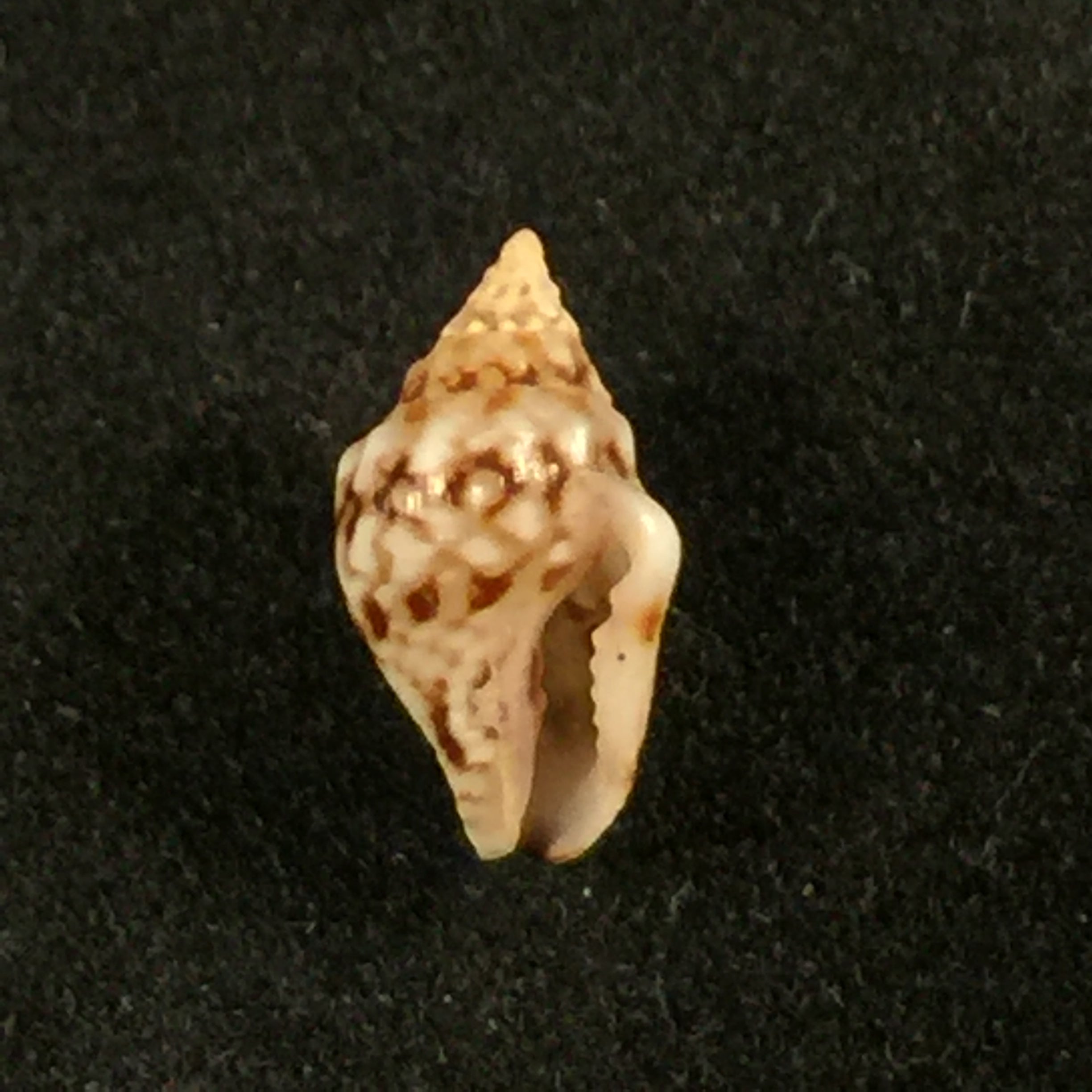 Euplica varians(GB Sowerby,1832年)- 9毫米