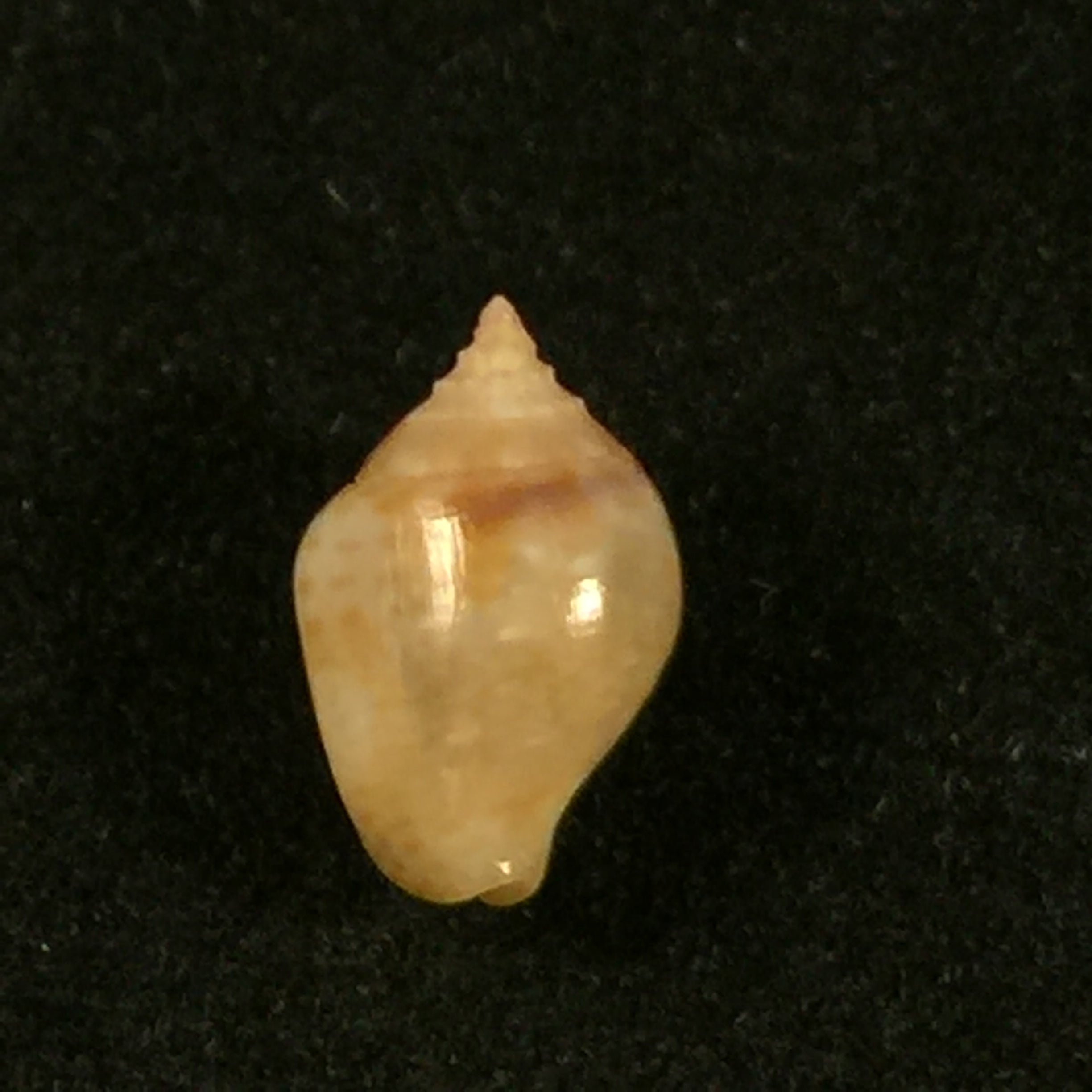 Euplica turturina (拉马克, 1822) - 9,1mm