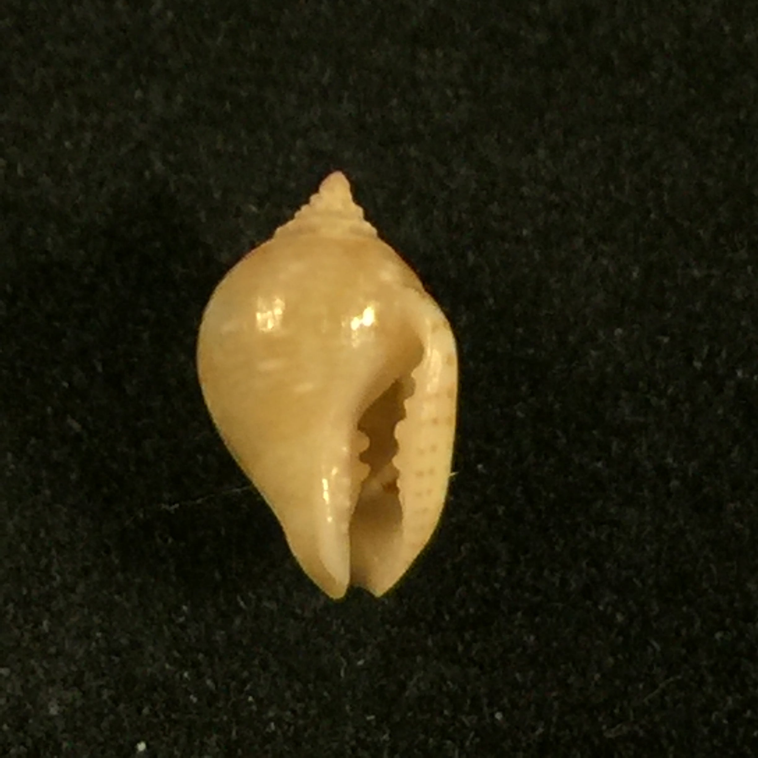 Euplica turturina (拉马克, 1822) - 9,1mm