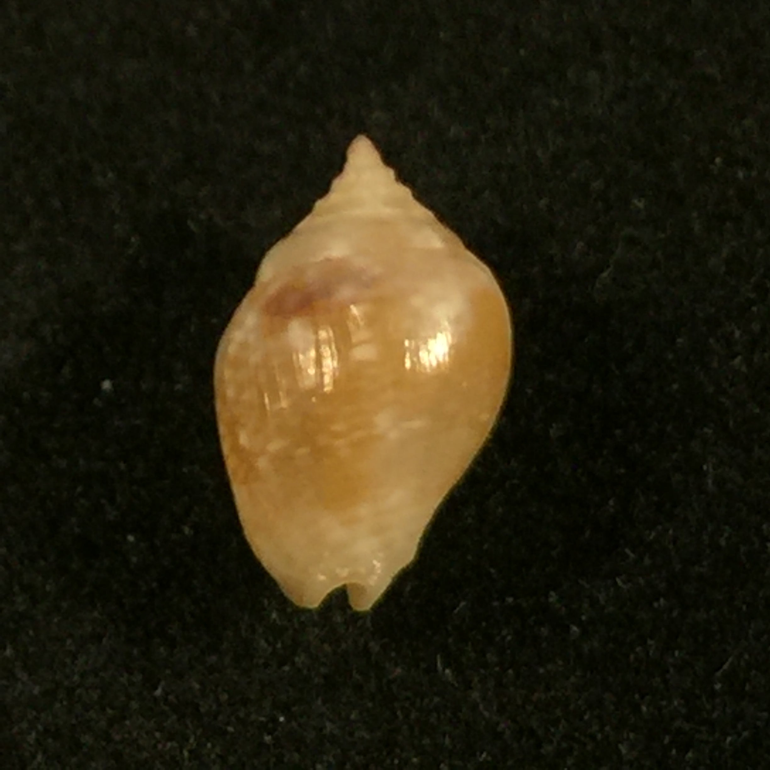 Euplica turturina (拉马克, 1822) - 9,2mm