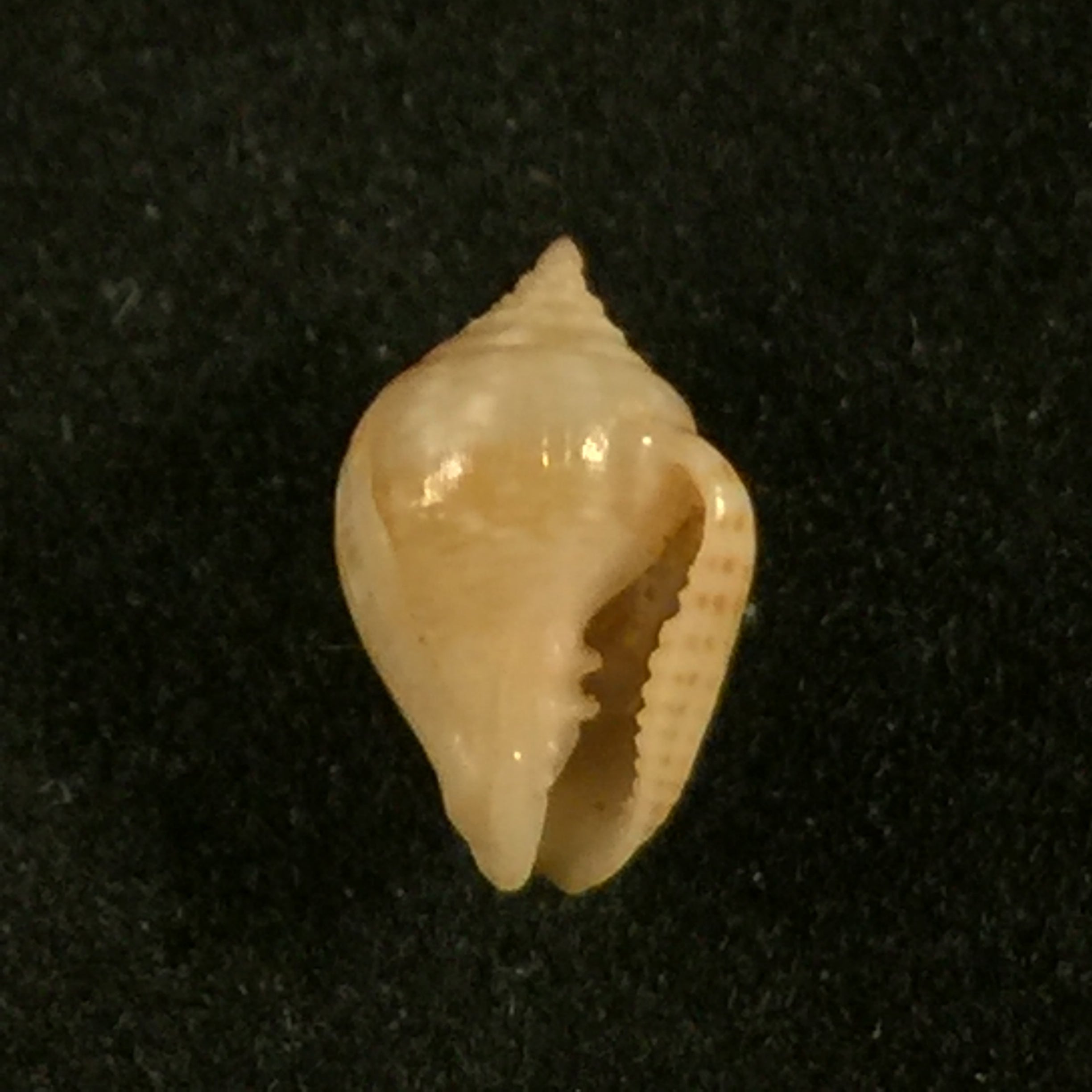 Euplica turturina (拉马克, 1822) - 9,2mm