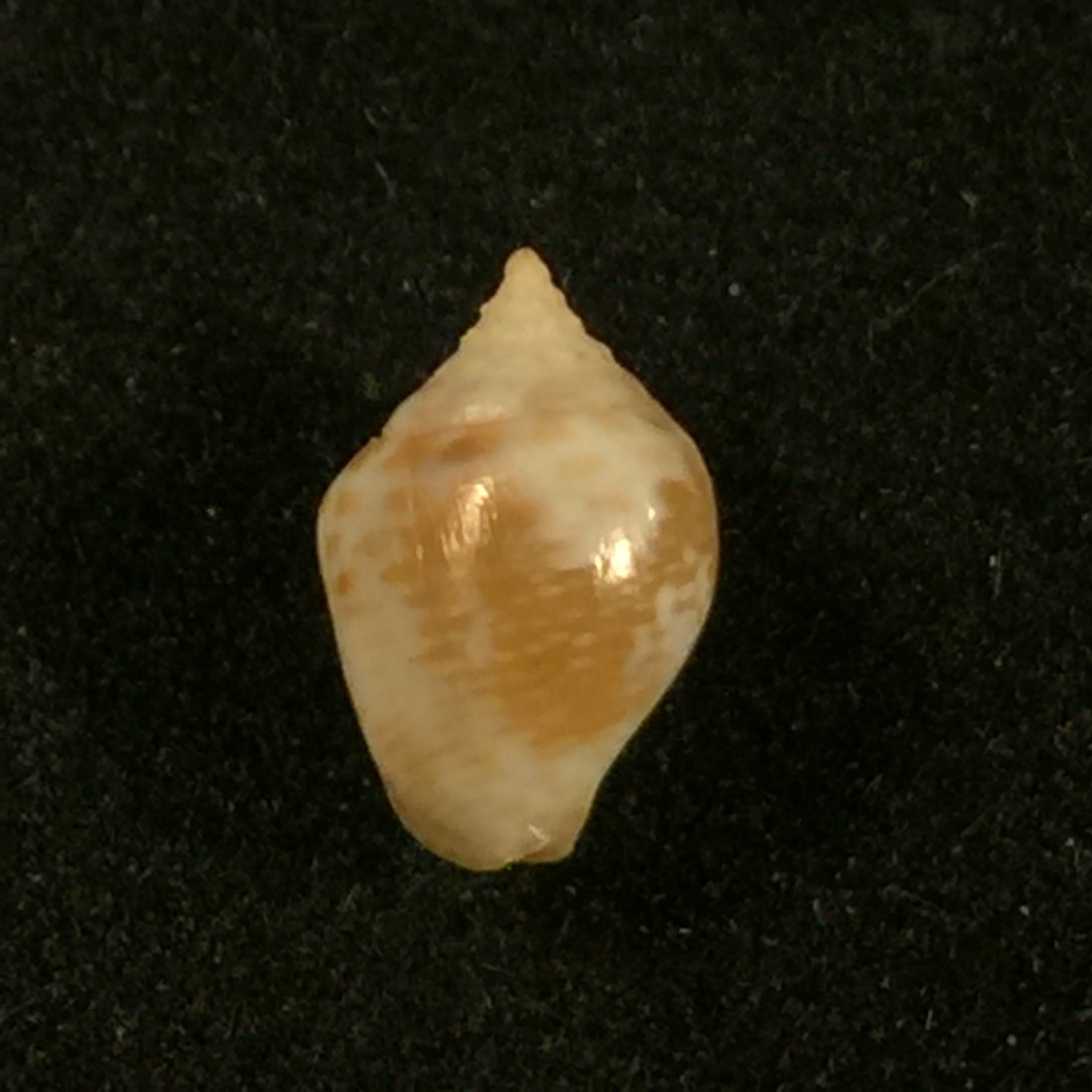 Euplica turturina (Lamarck, 1822) - 8,6毫米