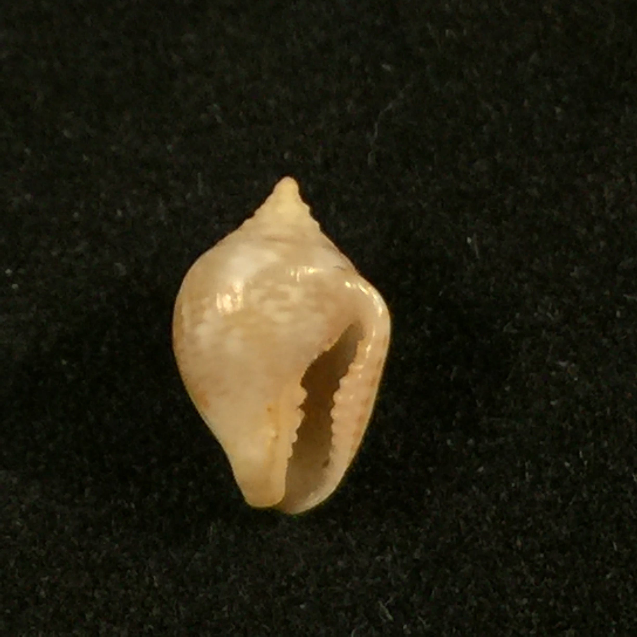 Euplica turturina (Lamarck, 1822) - 8,6毫米