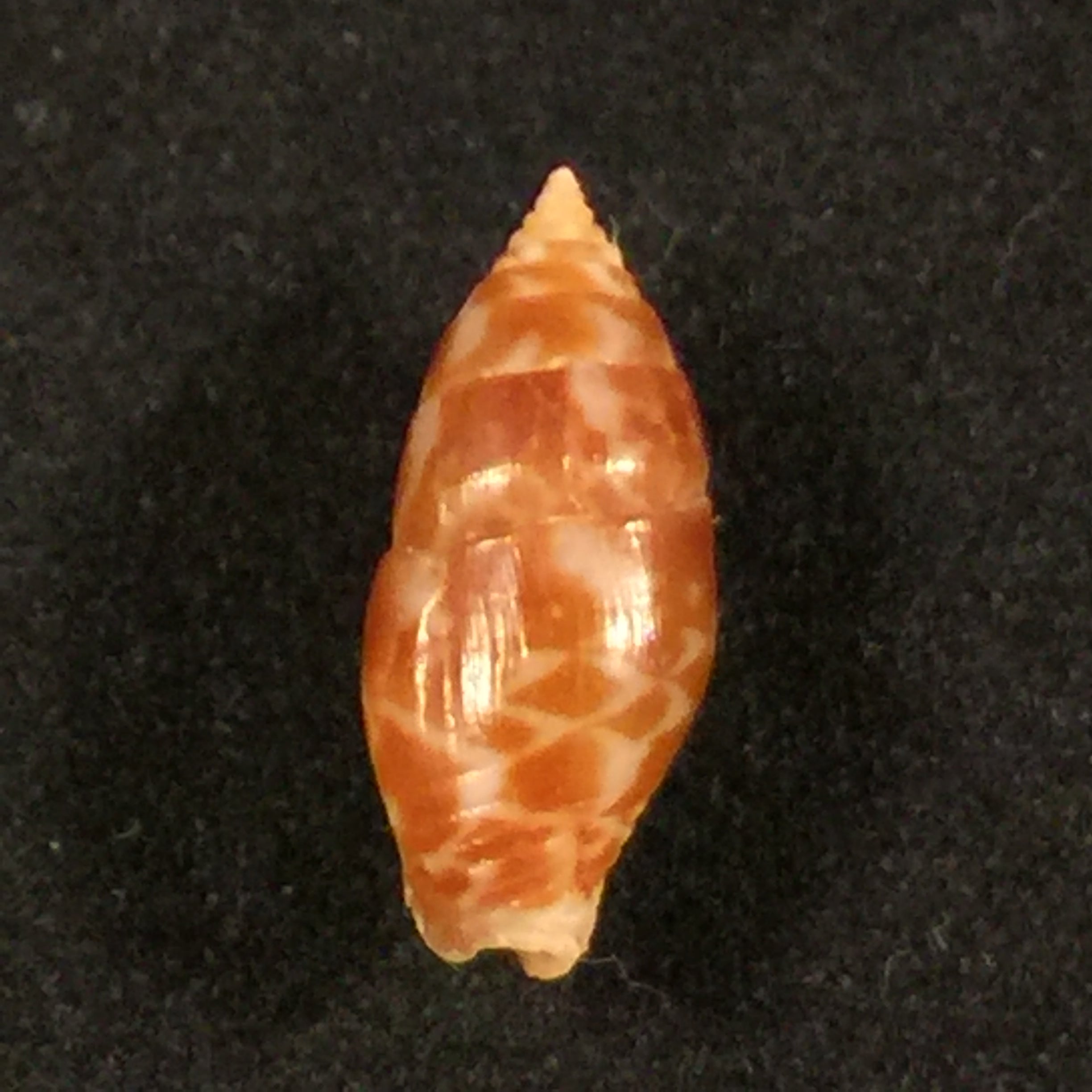 钝芘(GB Sowerby I, 1832)- 15,1毫米