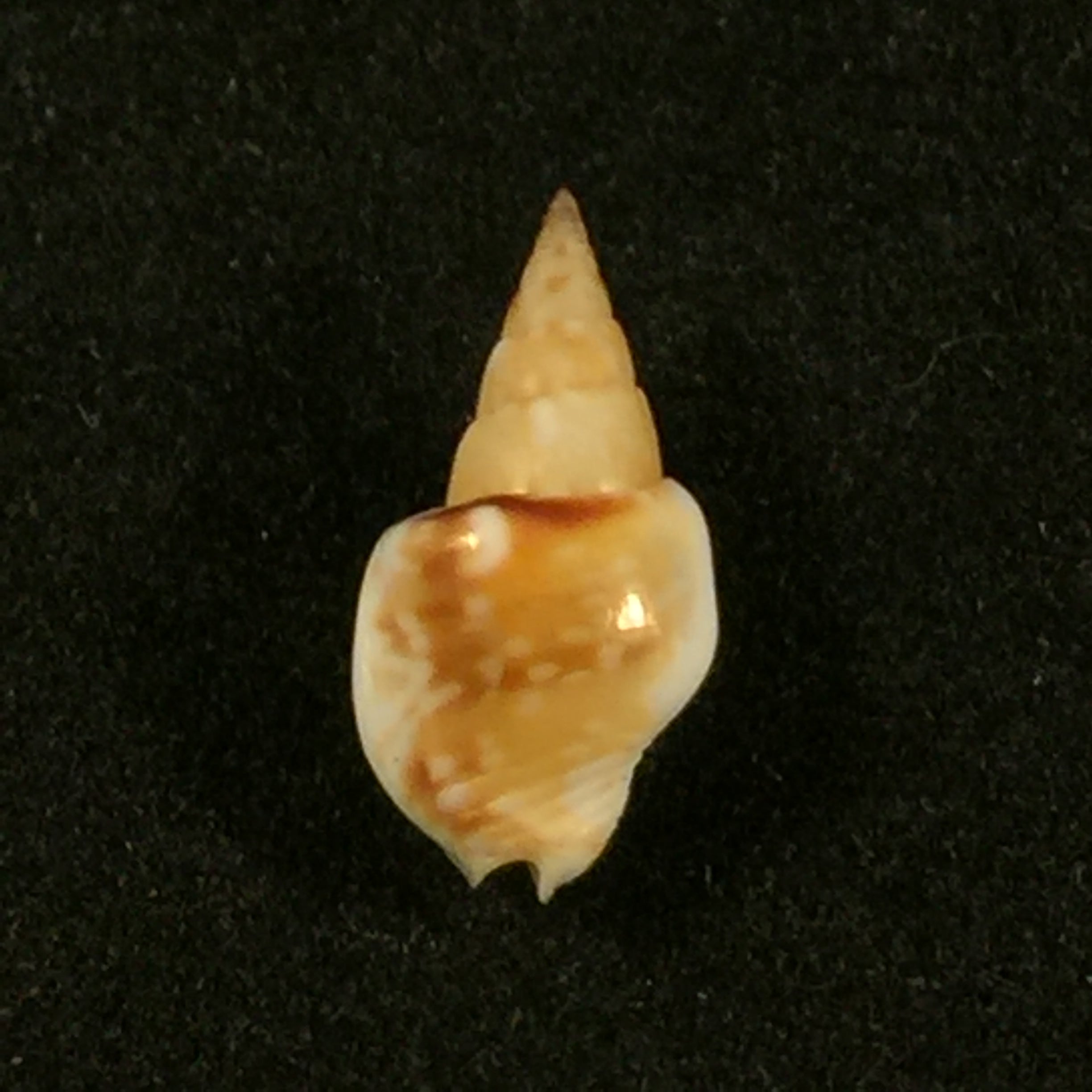 Sincola gibberula(GB Sowerby I, 1832)- 12毫米