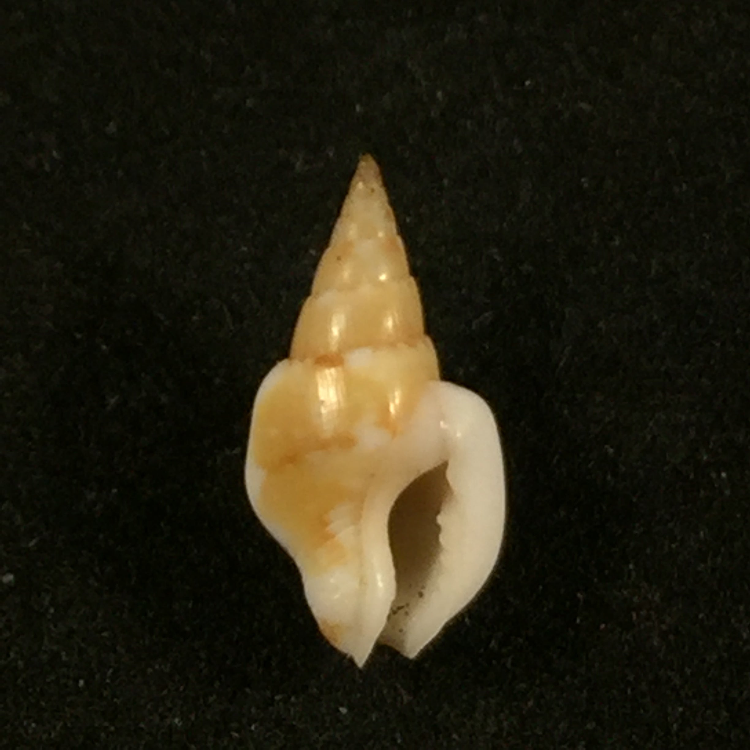 Sincola gibberula(GB Sowerby I, 1832)- 12毫米