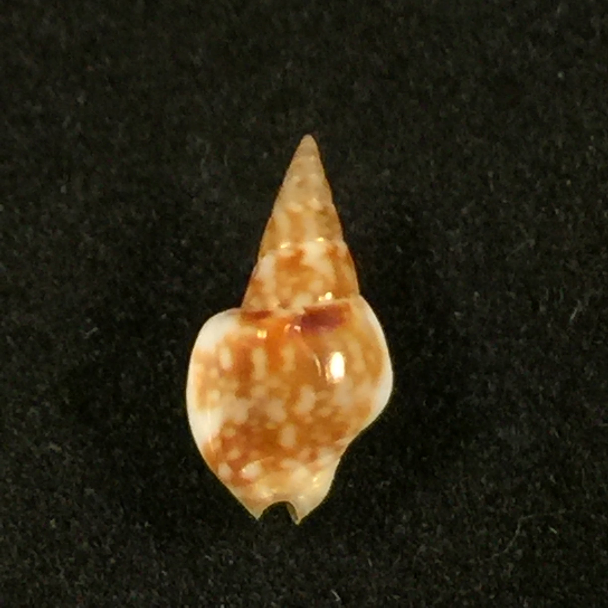 Sincola gibberula(GB Sowerby I, 1832)- 10,5毫米