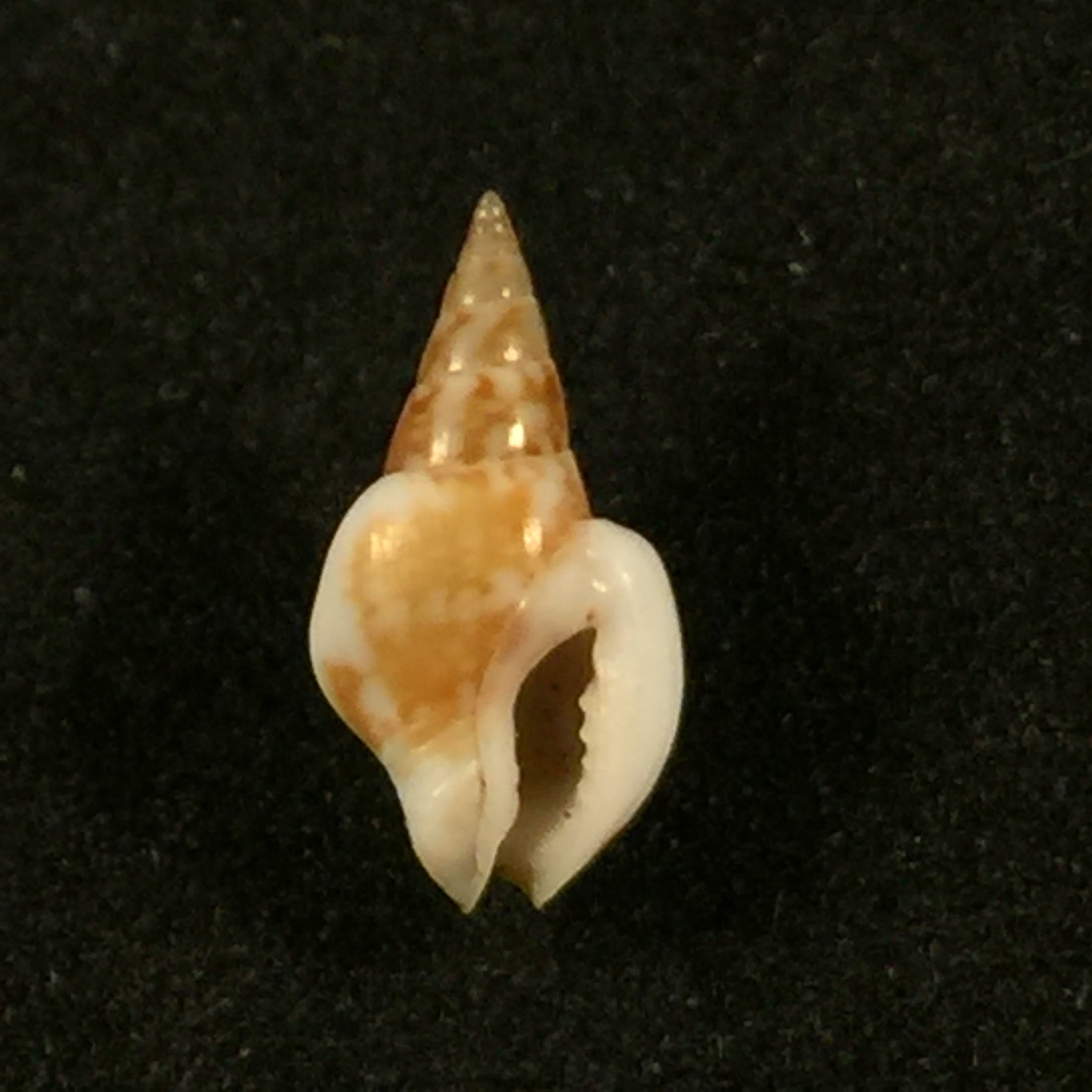 Sincola gibberula(GB Sowerby I, 1832)- 10,5毫米