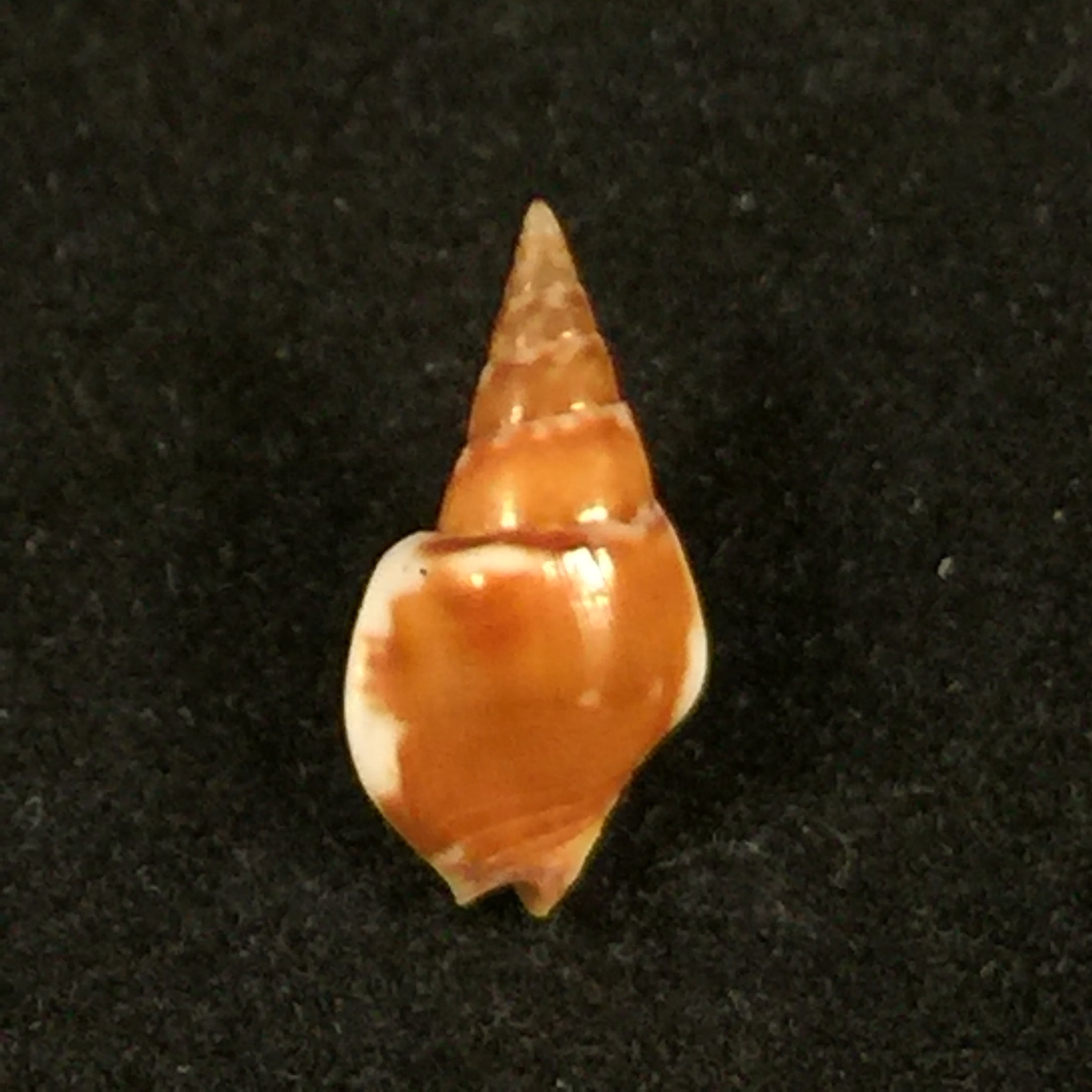 Sincola gibberula(GB Sowerby I, 1832)- 11毫米
