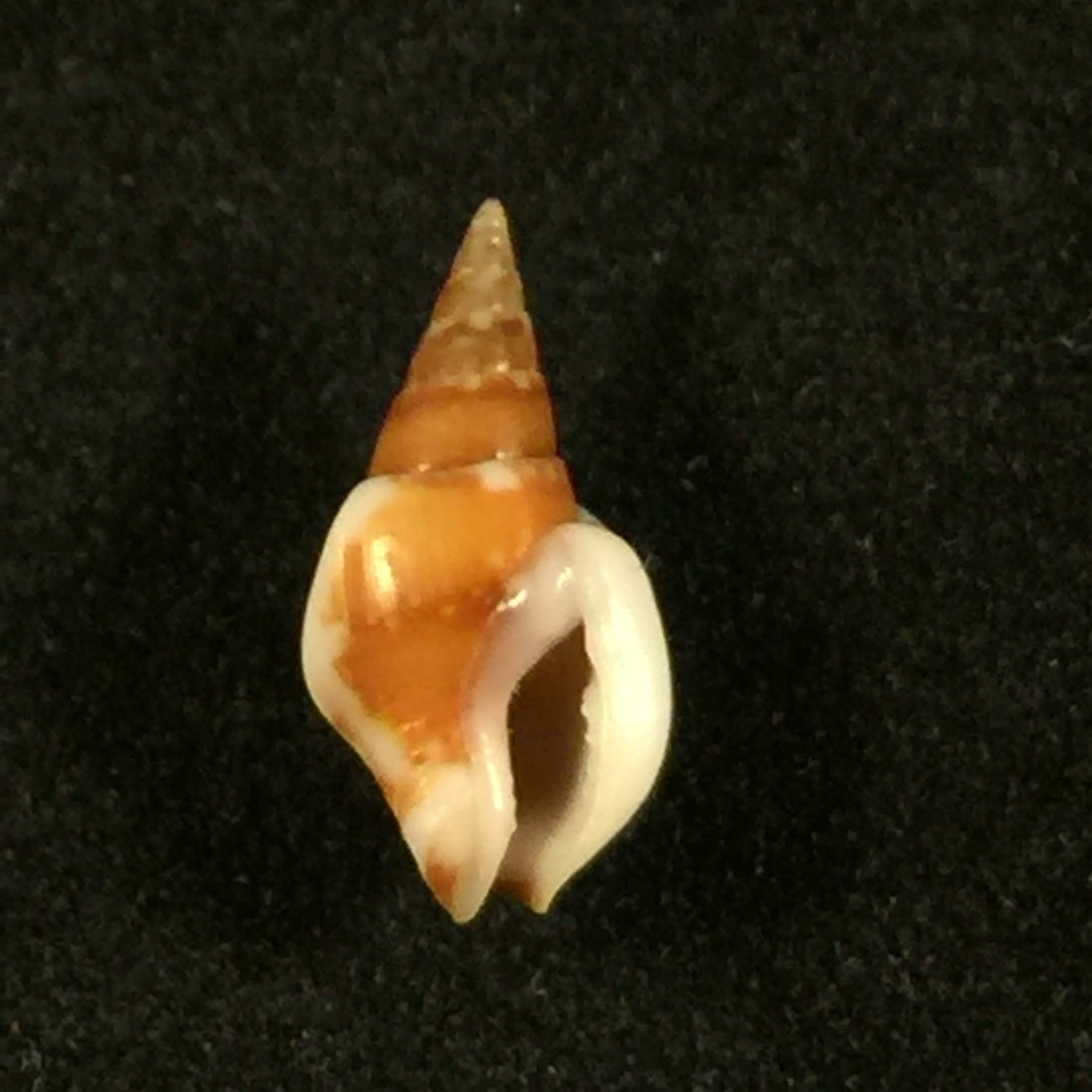 Sincola gibberula(GB Sowerby I, 1832)- 11毫米