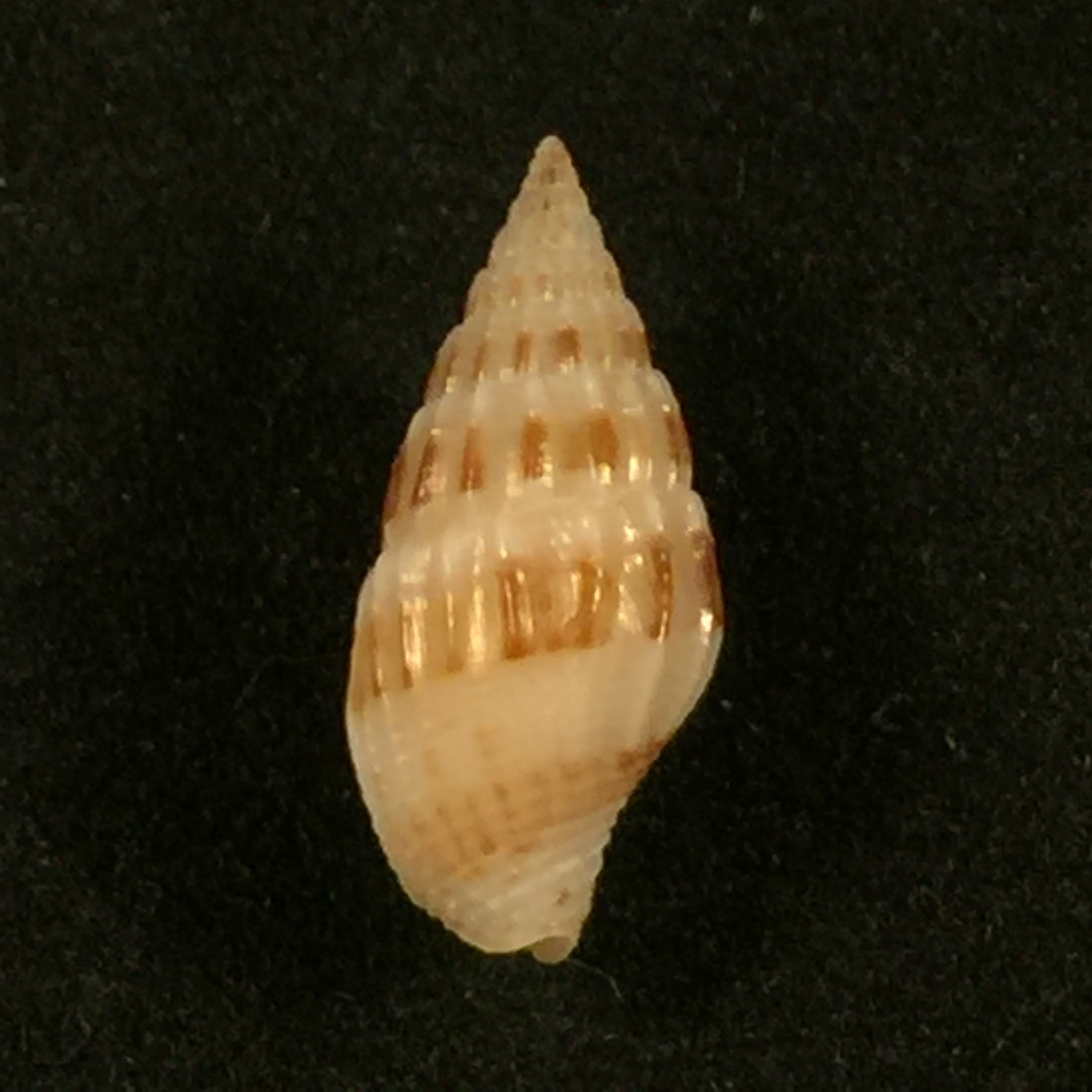 Anachis lyrata (G. B. Sowerby I, 1832) - 15,6mm