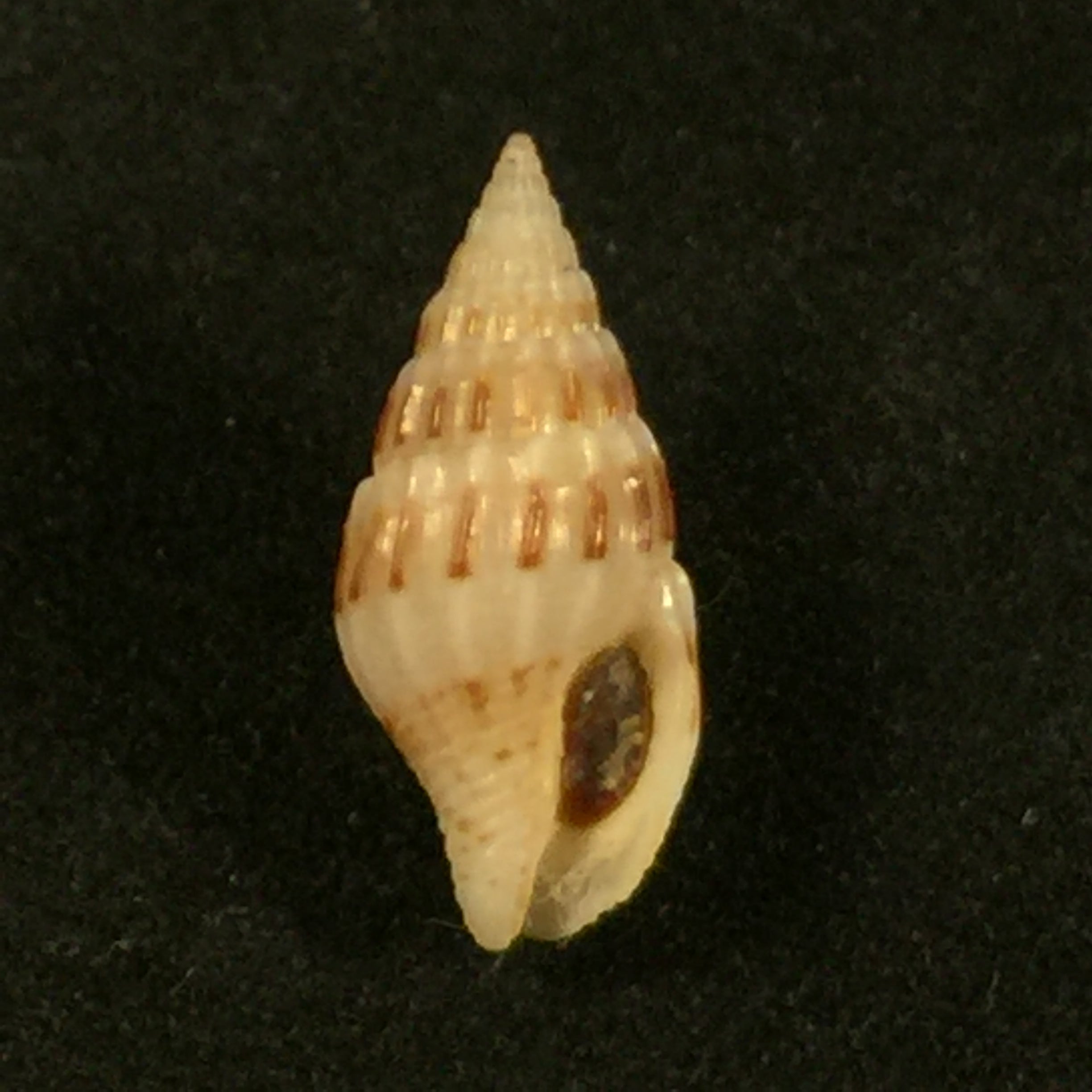 Anachis lyrata (G. B. Sowerby I, 1832) - 15,6mm