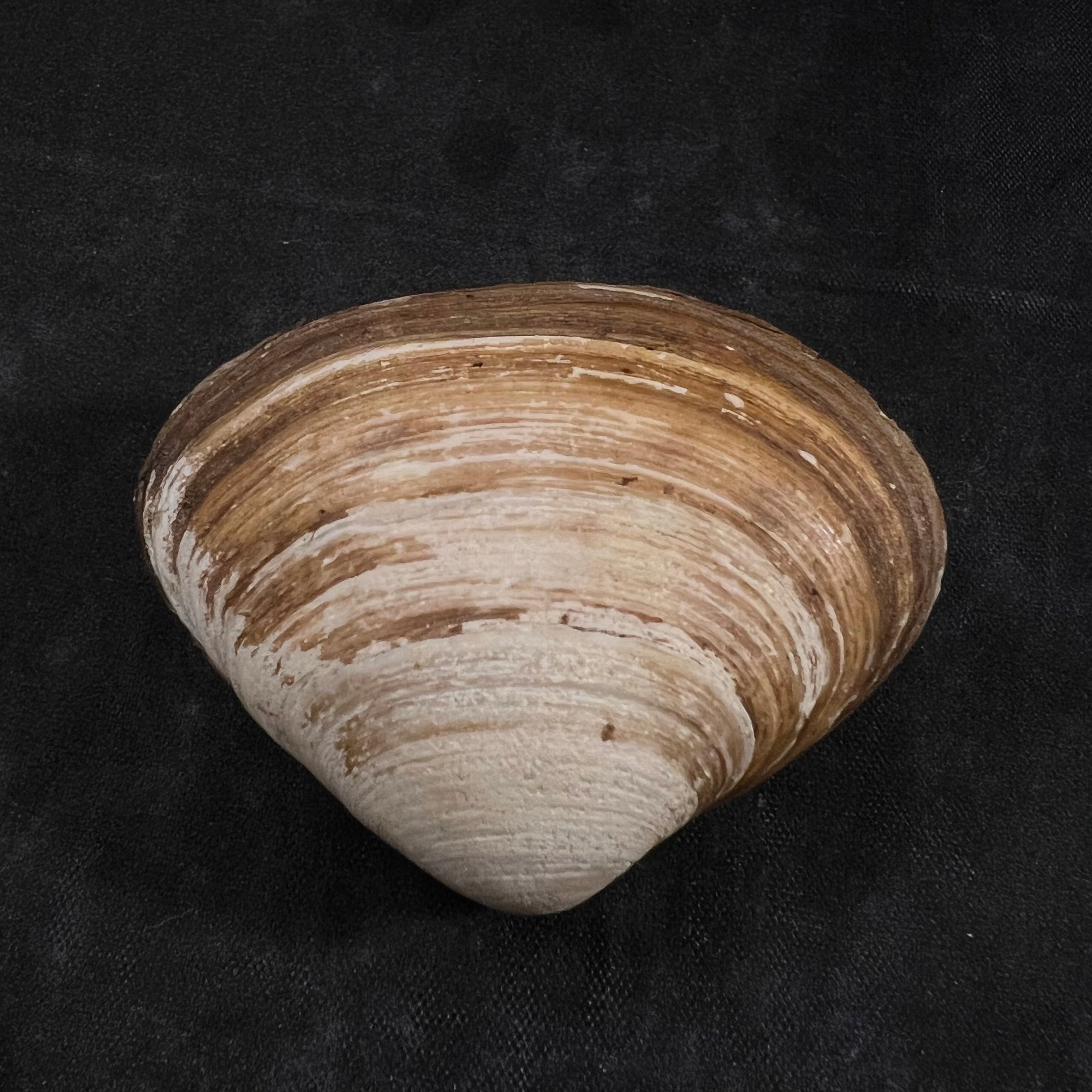 Spisula isabelleana (A. d'Orbigny, 1841) - 52,7毫米
