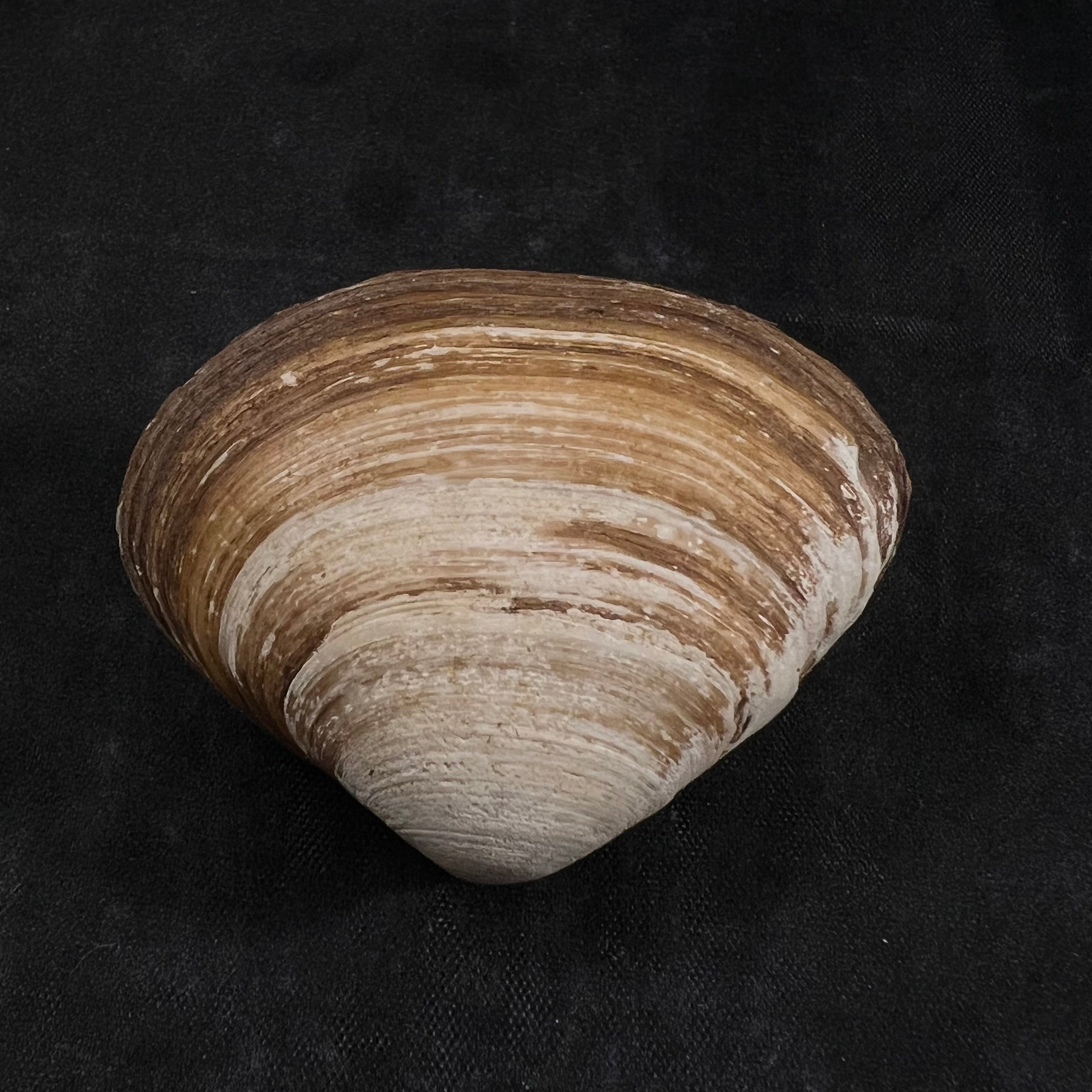 Spisula isabelleana (A. d'Orbigny, 1841) - 52,7毫米