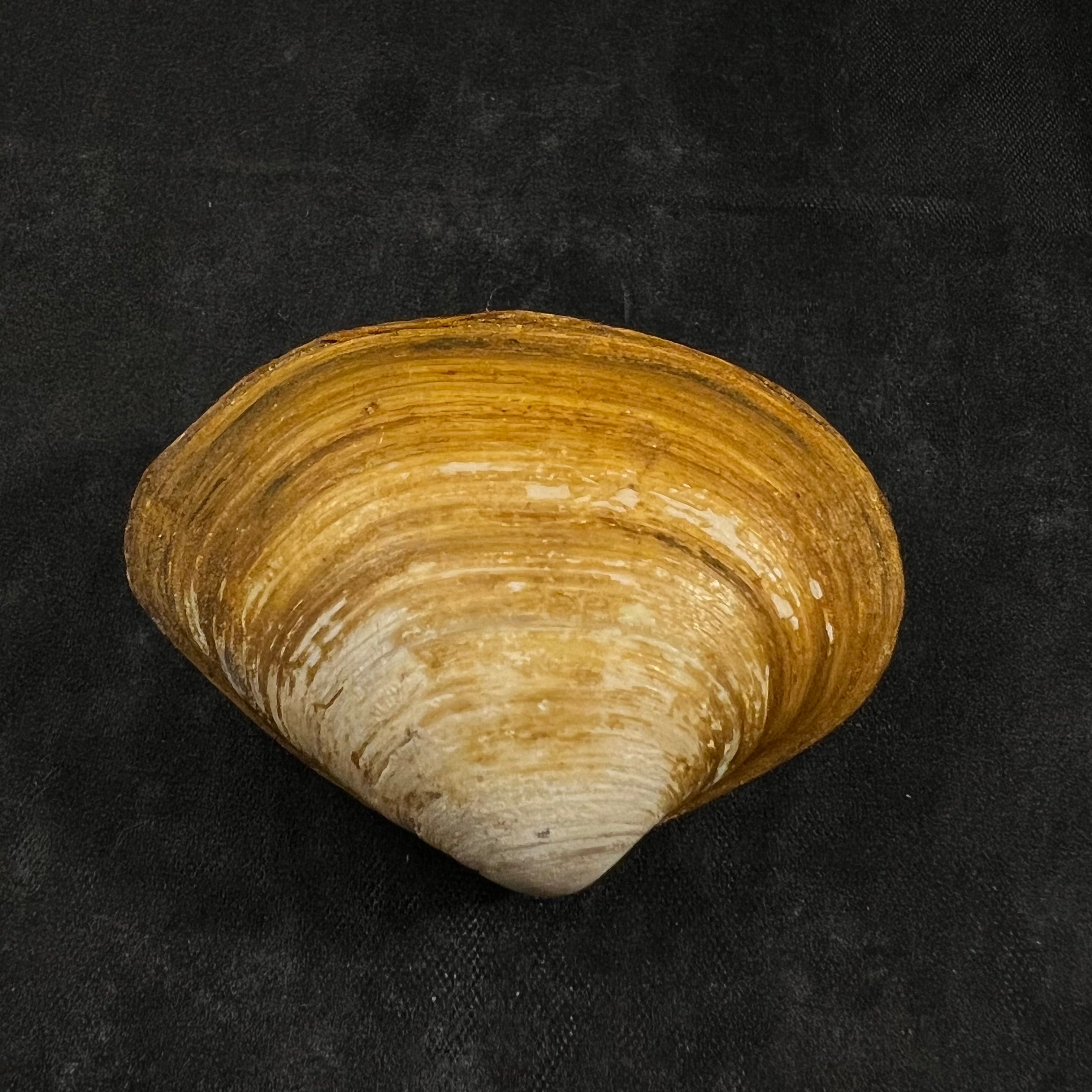 Spisula isabelleana (A. d'Orbigny, 1841) - 50,1毫米