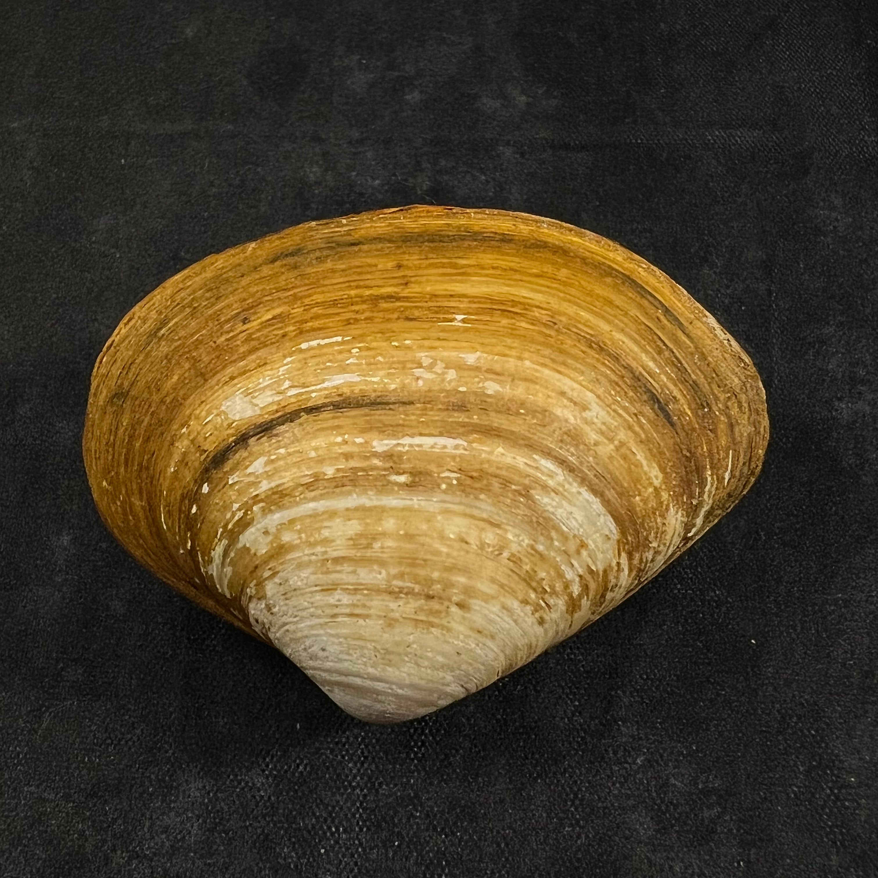 Spisula isabelleana (A. d'Orbigny, 1841) - 50,1毫米
