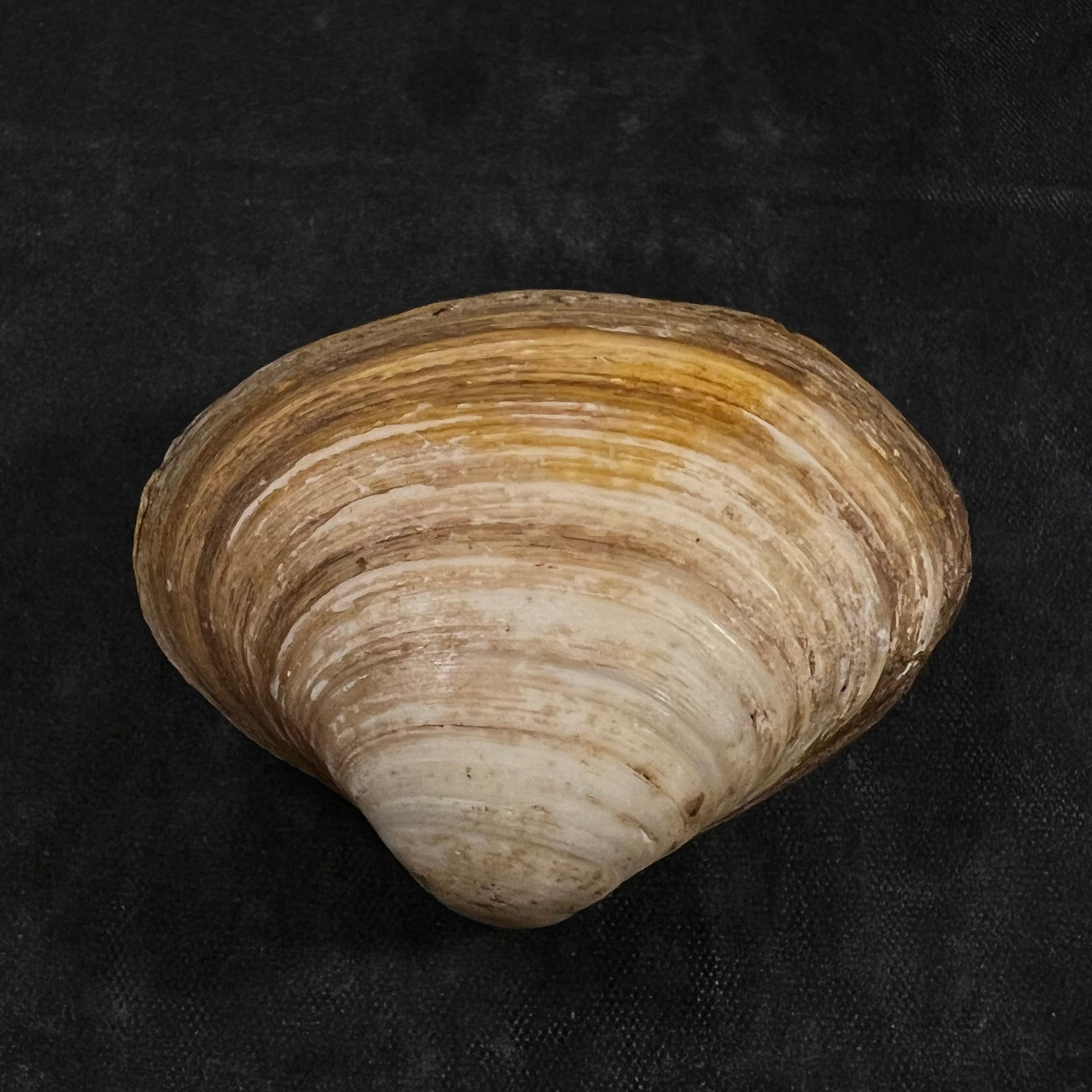 Spisula isabelleana (A. d'Orbigny, 1841) - 49,5毫米