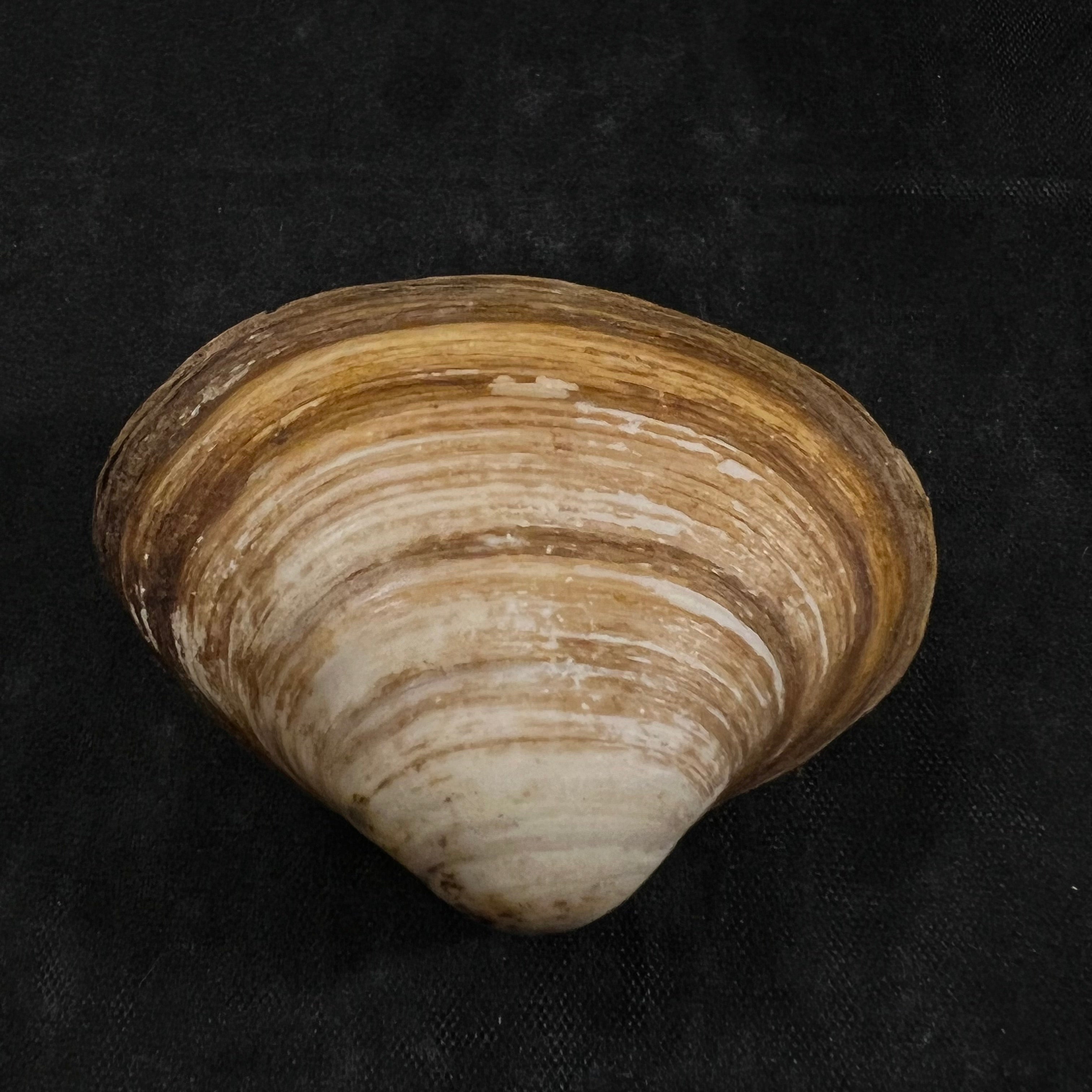 Spisula isabelleana (A. d'Orbigny, 1841) - 49,5毫米