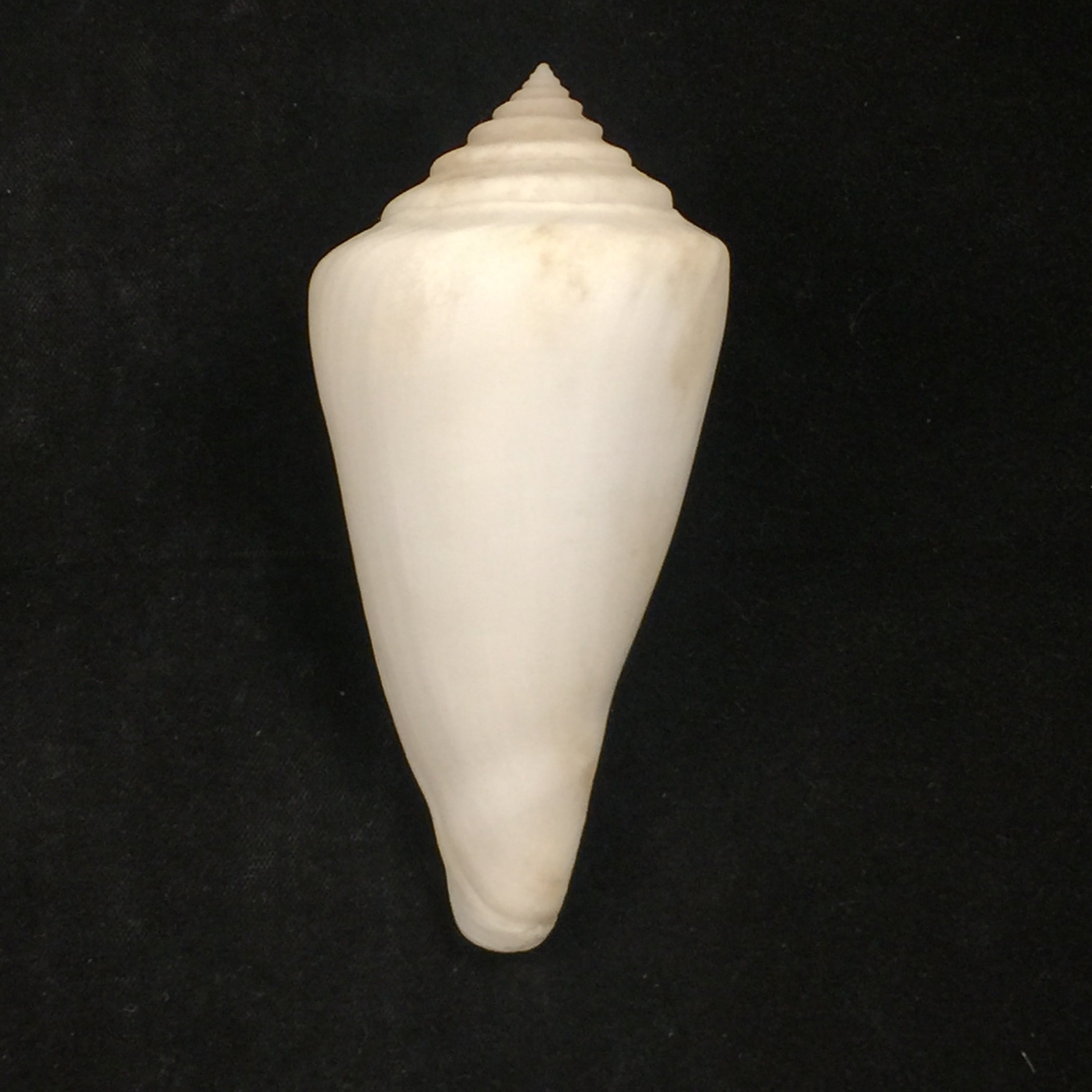 Conus altipiratus G. B. Sowerby II, 1973 - 88,3mm