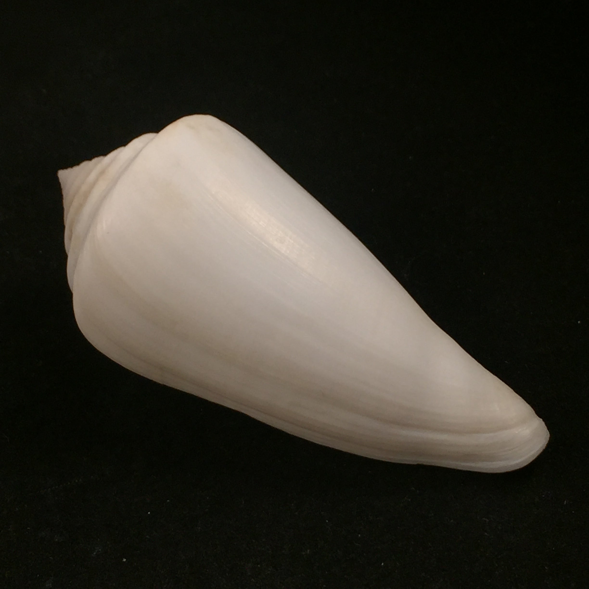 Conus altipiratus G. B. Sowerby II, 1973 - 88,3mm