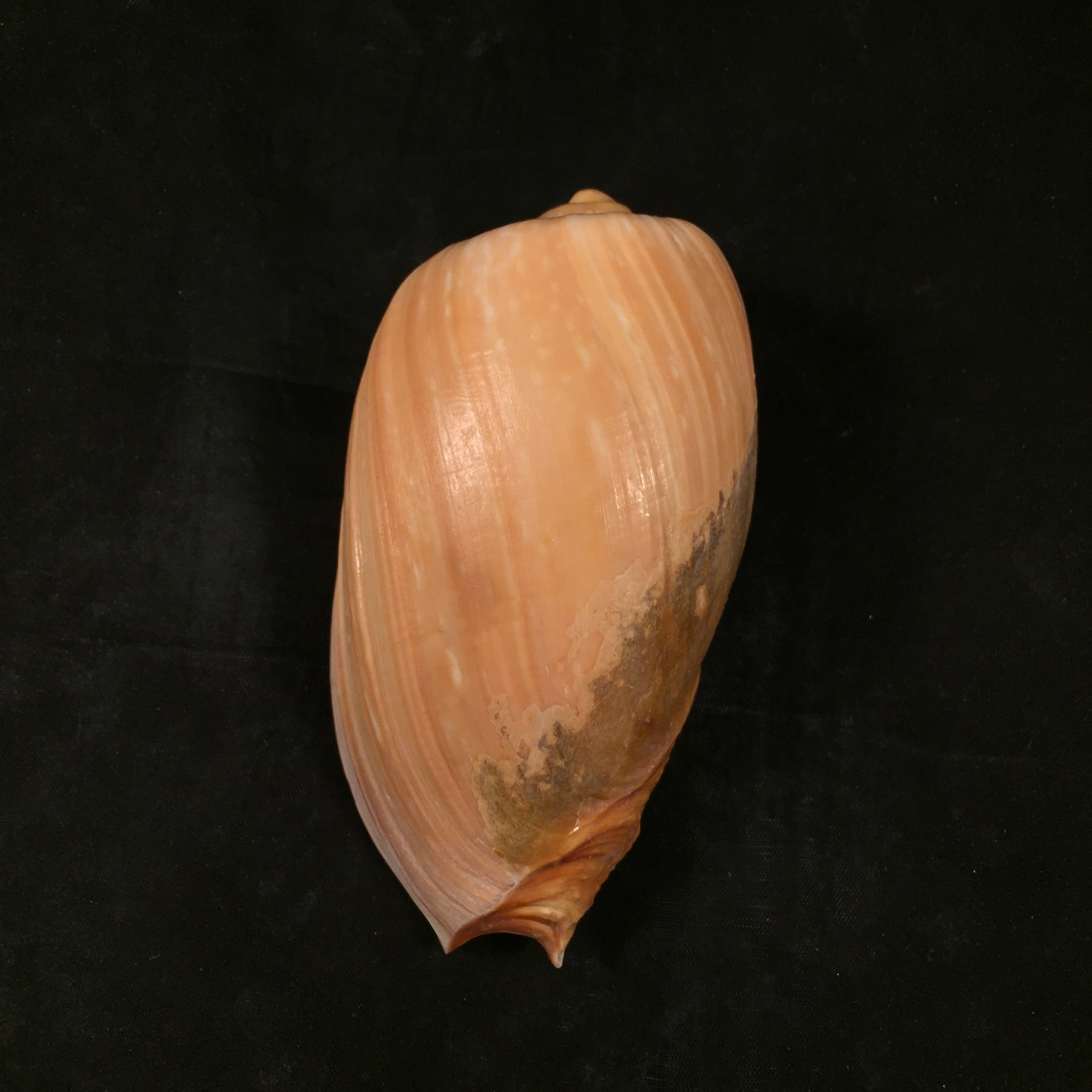 Cymbium olla (Linnaeus, 1758) - 107,5mm