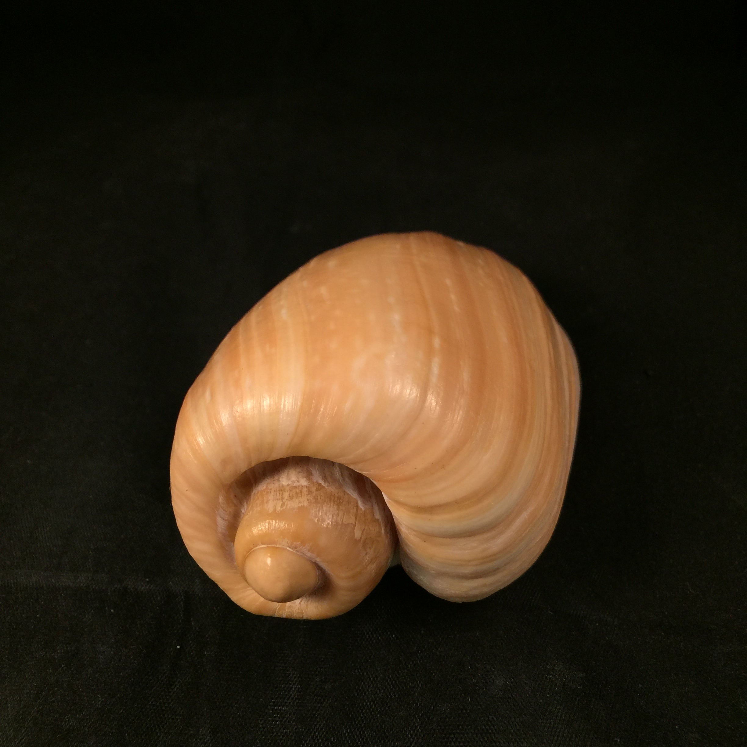 Cymbium olla (Linnaeus, 1758) - 107,5mm