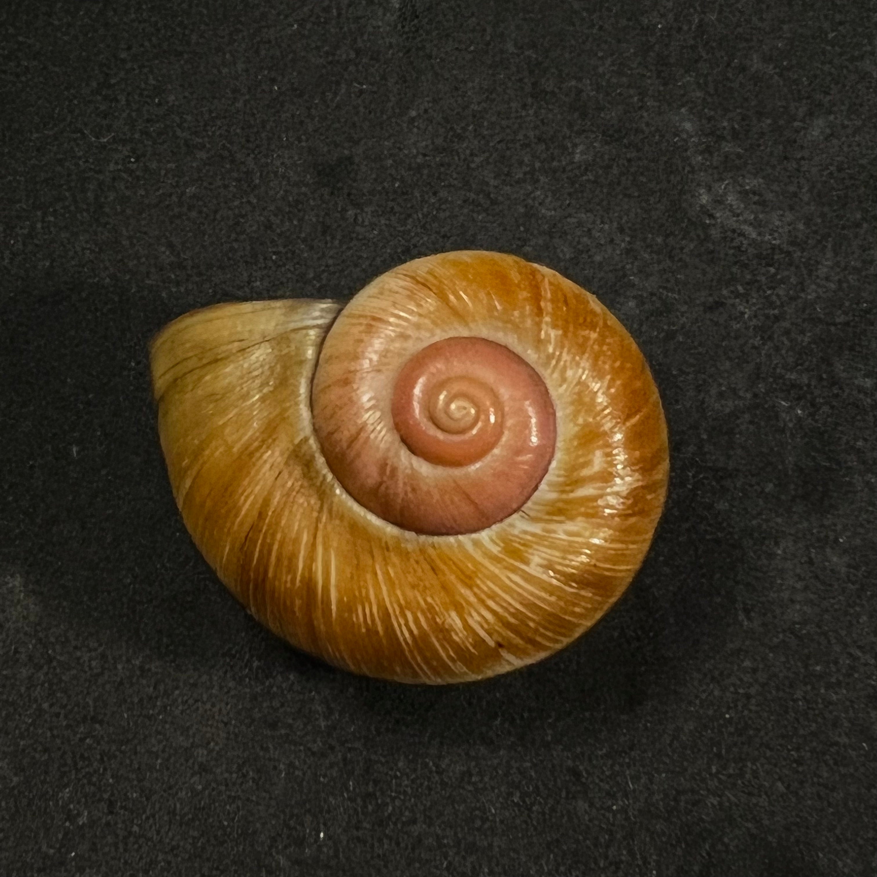 Aperostoma brujensi Torre, Bartsch & Morrison, 1942 - 32,6mm