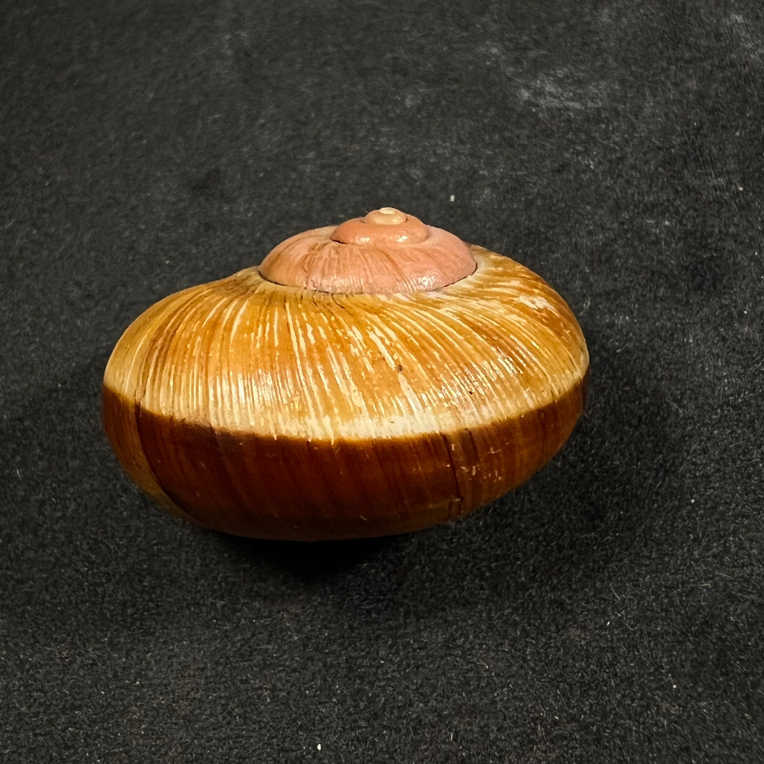 Aperostoma brujensi Torre, Bartsch & Morrison, 1942 - 32,6mm