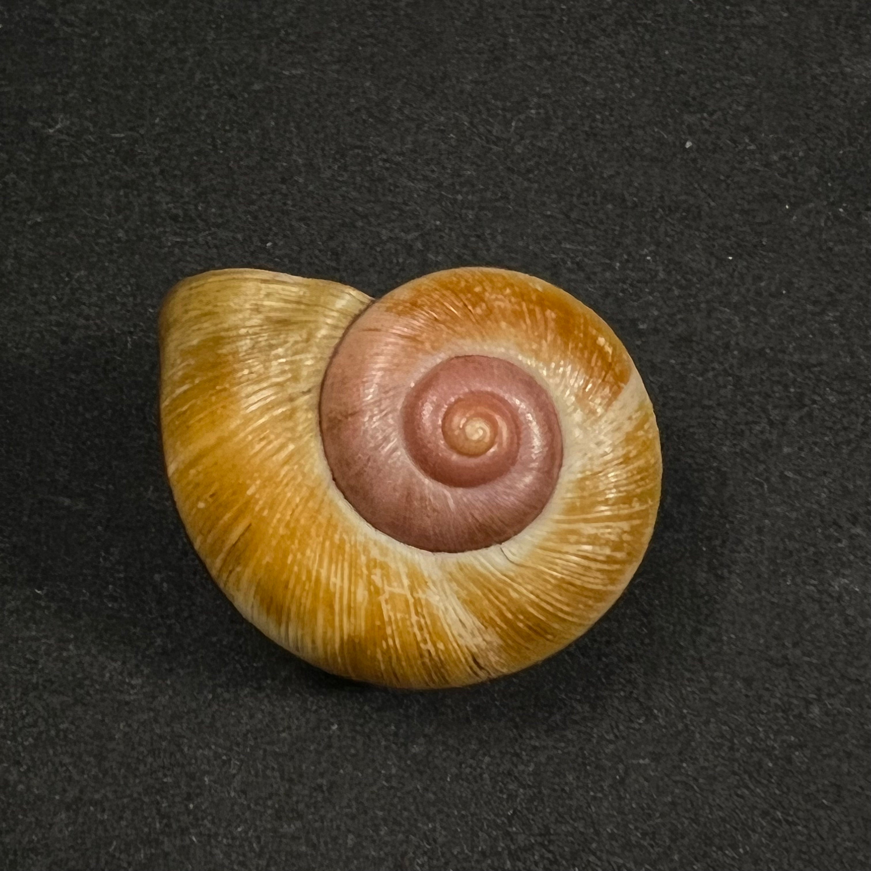Aperostoma brujensi Torre, Bartsch & Morrison, 1942 - 31,9毫米