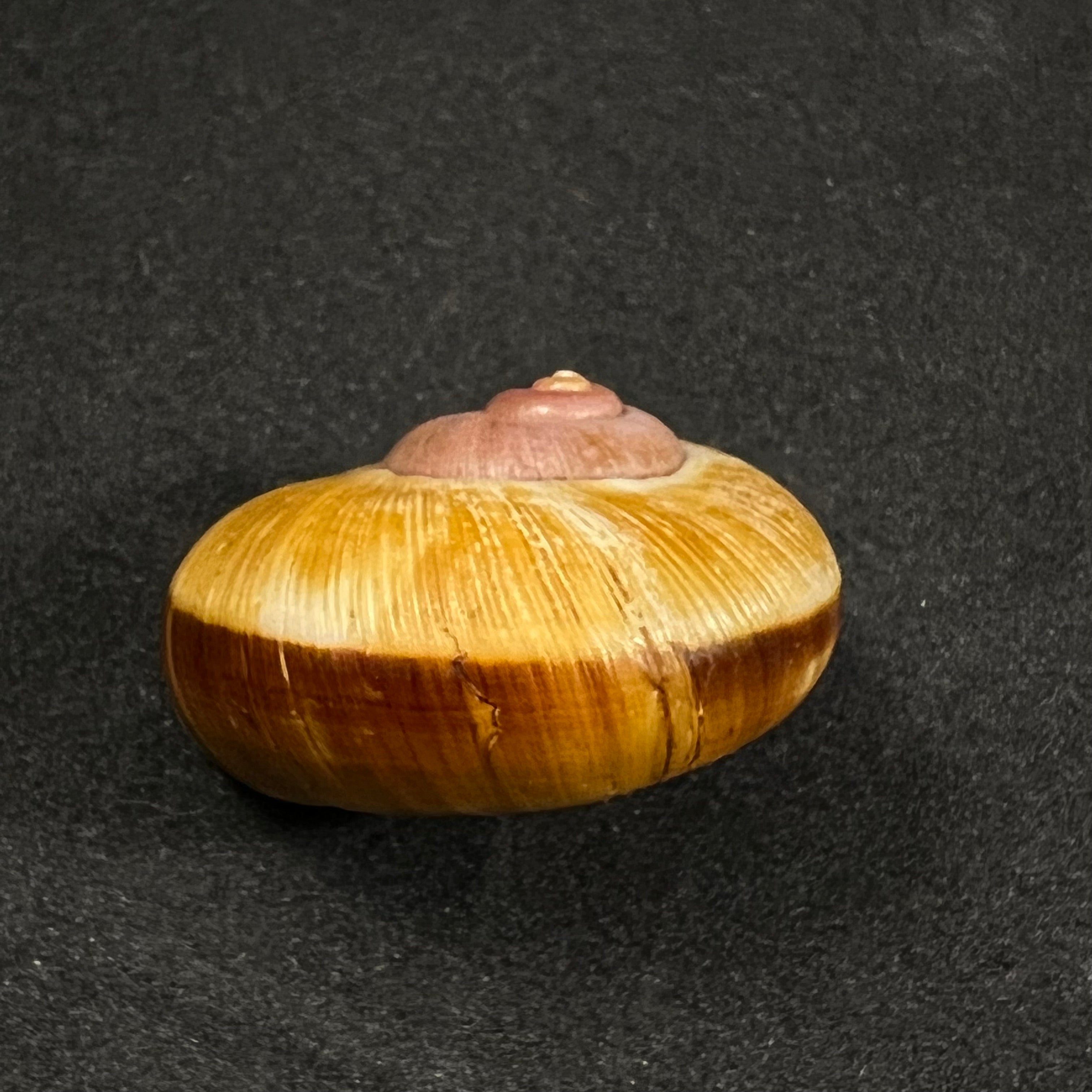 Aperostoma brujensi Torre, Bartsch & Morrison, 1942 - 31,9毫米