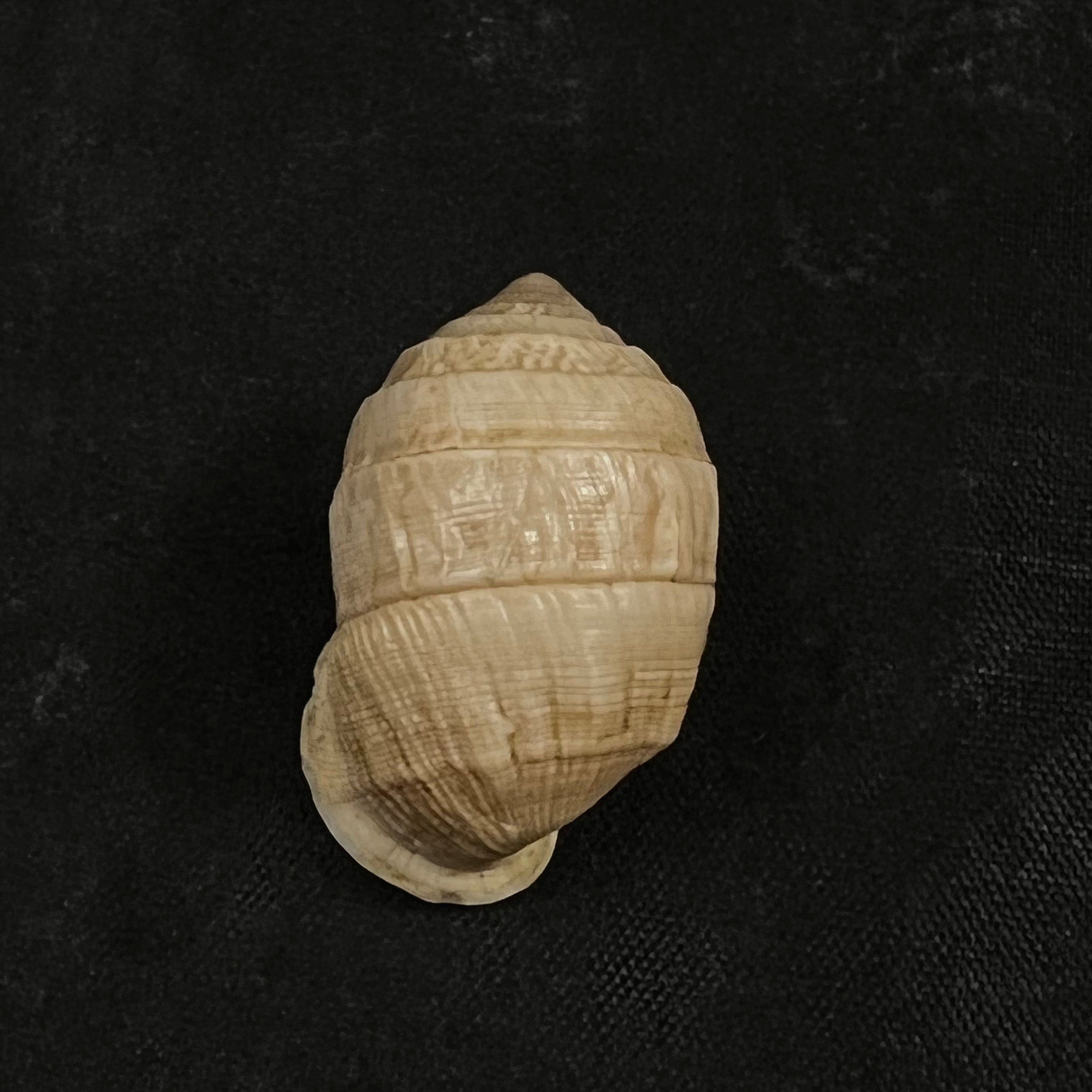 Cerion humberti Clench & Aguayo, 1949 - 28,6毫米