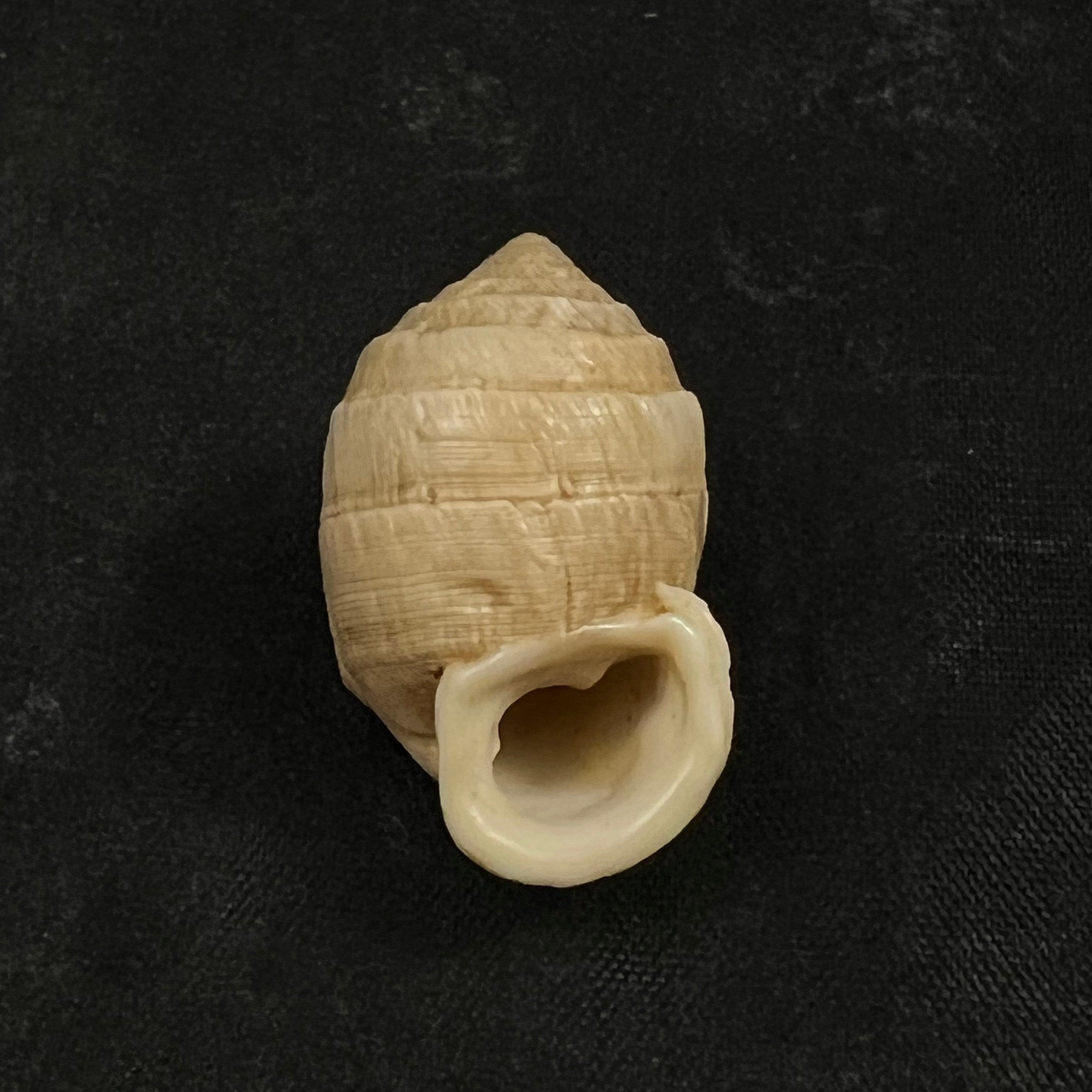 Cerion humberti Clench & Aguayo, 1949 - 28,6毫米