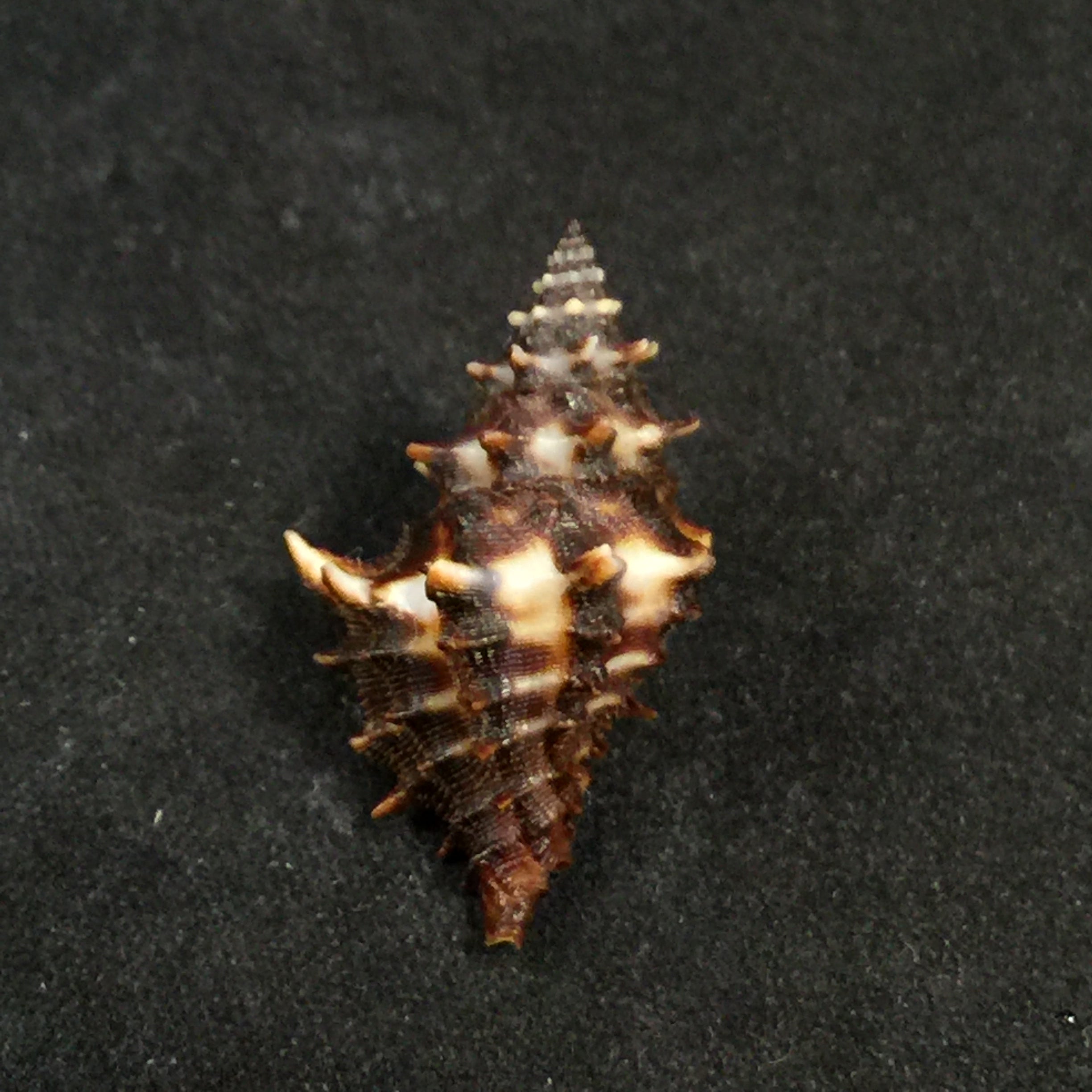 Muricopsis zeteki Hertlein & AM Strong, 1951 - 25,9mm