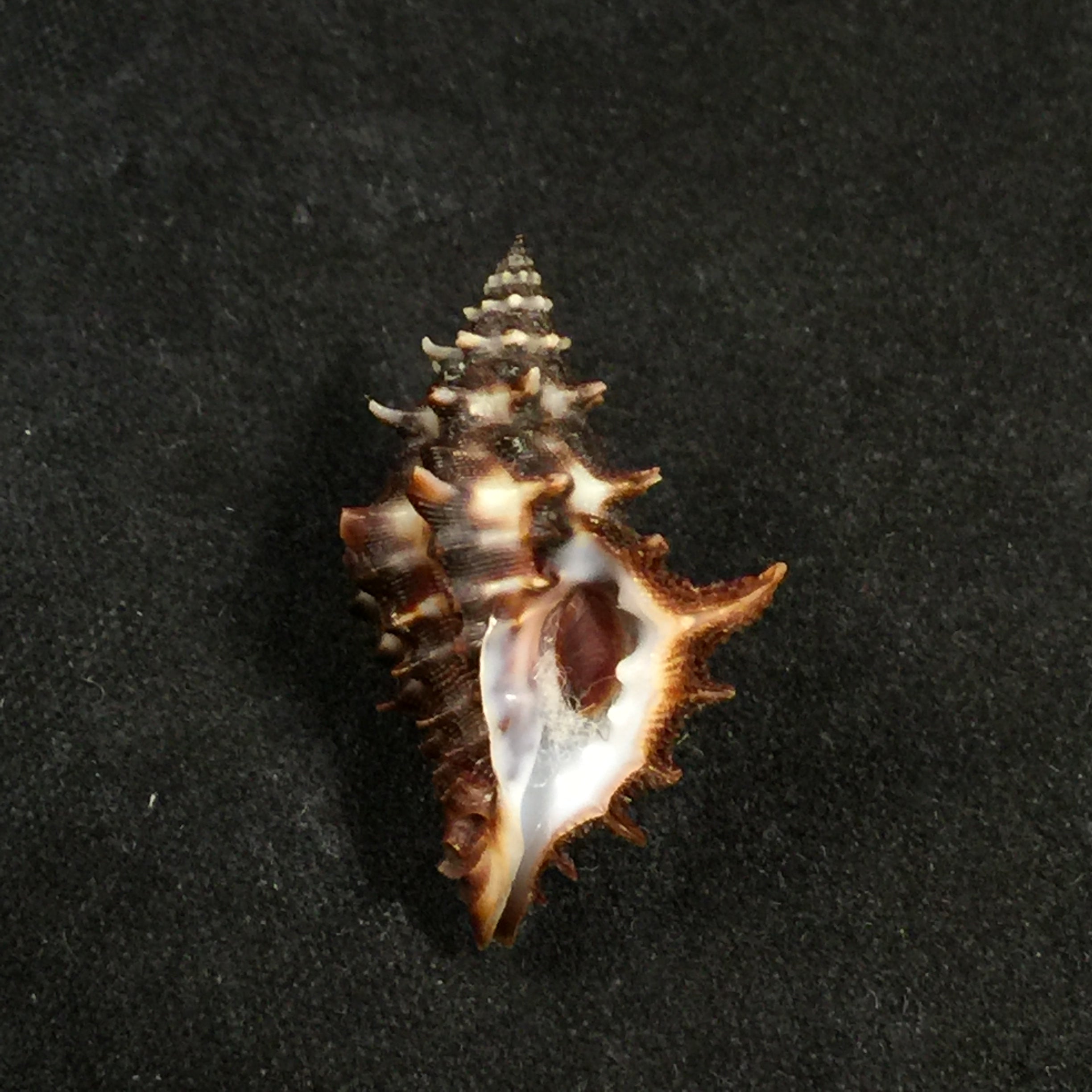 Muricopsis zeteki Hertlein & AM Strong, 1951 - 25,9mm