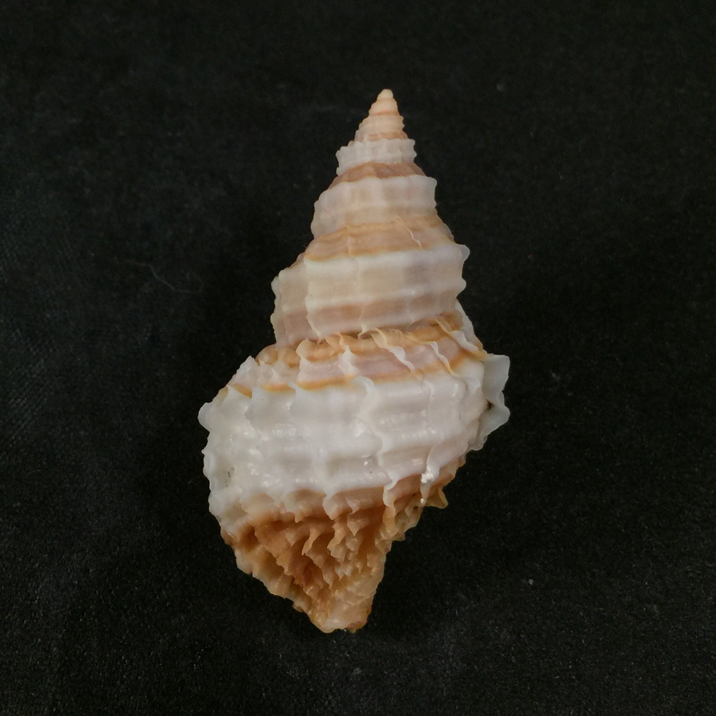 Nucella lamellosa lamellosa (Gmelin, 1798) - 41,6mm